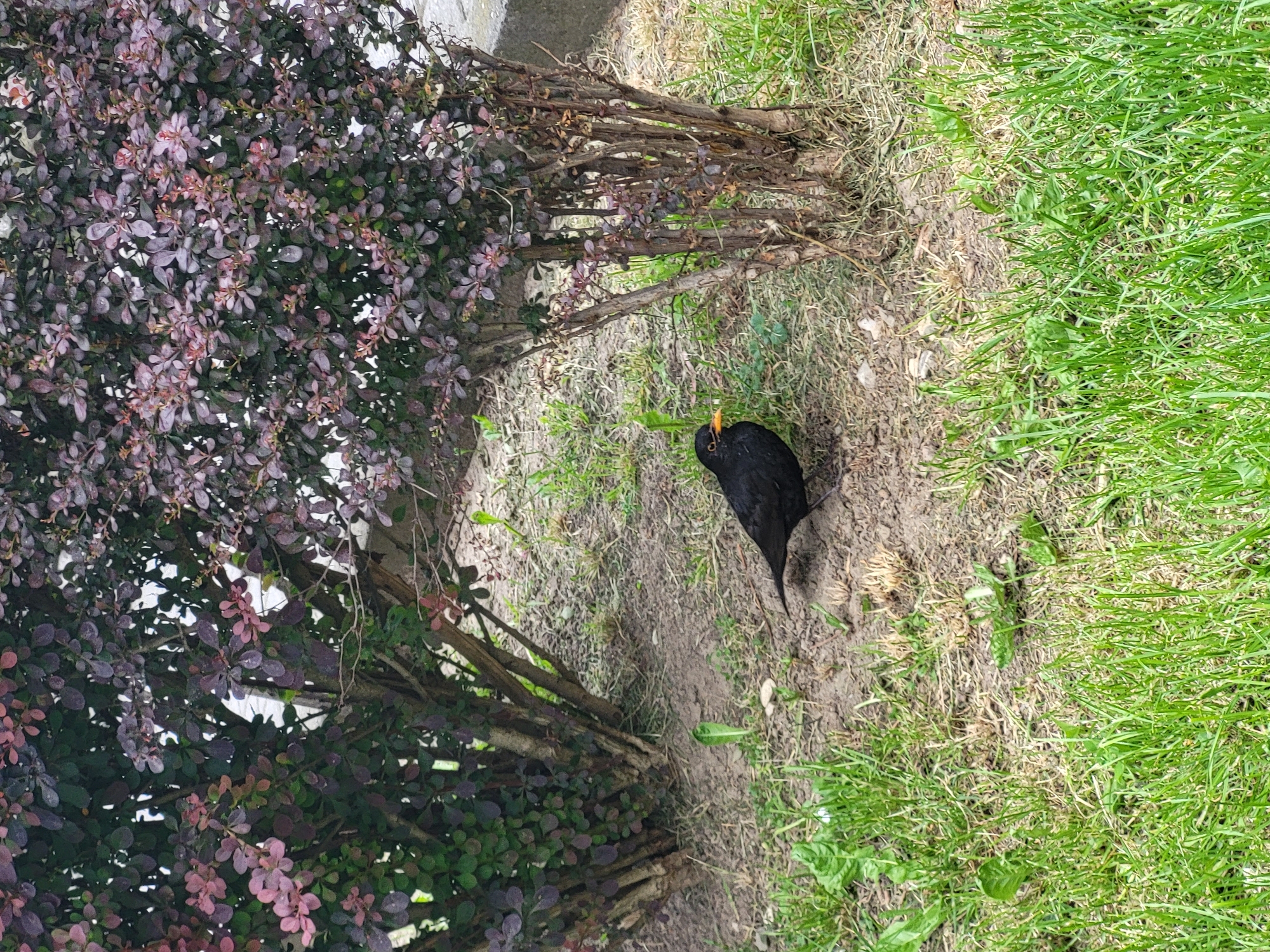 A blackbird with a yellow beak stands in a dirt patch bordering a grass lawn and a shrub. The shrub has dark purple leaves. The bird is positioned between the shrub and the lawn. The location is an outdoor environment.