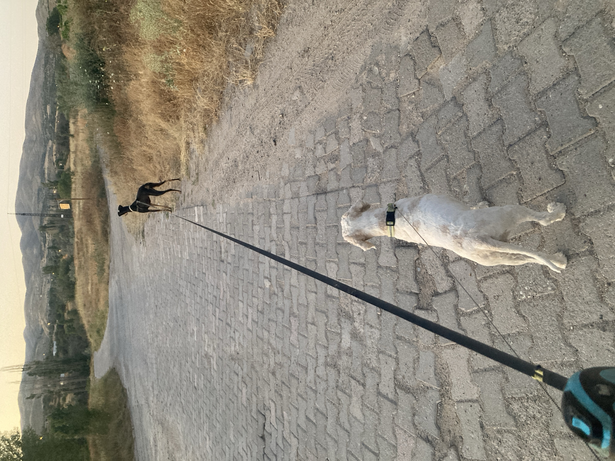 The image shows two dogs walking on a cobblestone path in a rural area. The dog in the foreground is a light-colored poodle mix, and the dog in the background is a black, lean dog, possibly a greyhound or a similar breed. Both dogs are on leashes, with the leashes converging at the bottom left of the frame, suggesting a single handler. The environment is dry and arid, with sparse vegetation, tall grasses, and distant hills. In the background, there are some trees and structures, indicating a settlement or village. The lighting suggests it is either early morning or late afternoon, with a soft, warm glow on the landscape and hills. The cobblestone path is well-worn and appears to be a road or walkway leading through the countryside. The image captures a moment of a walk in a natural, undeveloped setting.
