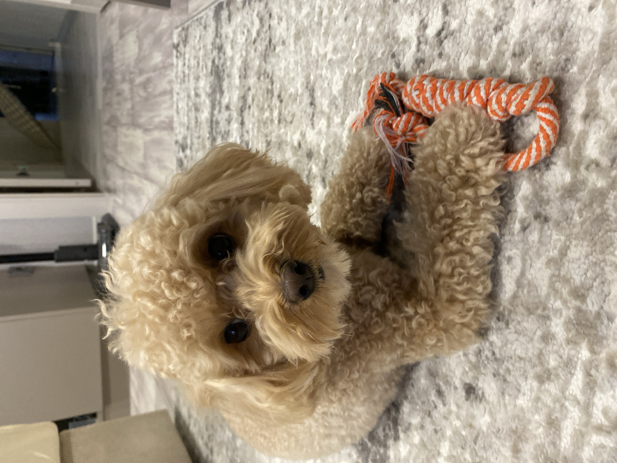 A light brown poodle with curly fur lies on a grey and white patterned rug, holding an orange and white striped rope toy with its paws. The dog is facing the camera with its head slightly tilted and its dark eyes looking directly at the viewer. The background is blurred, showing a hallway with a staircase in the distance. The scene appears to be indoors, likely in a residential setting. There is no indication of the location being Cherepovets, Russia.