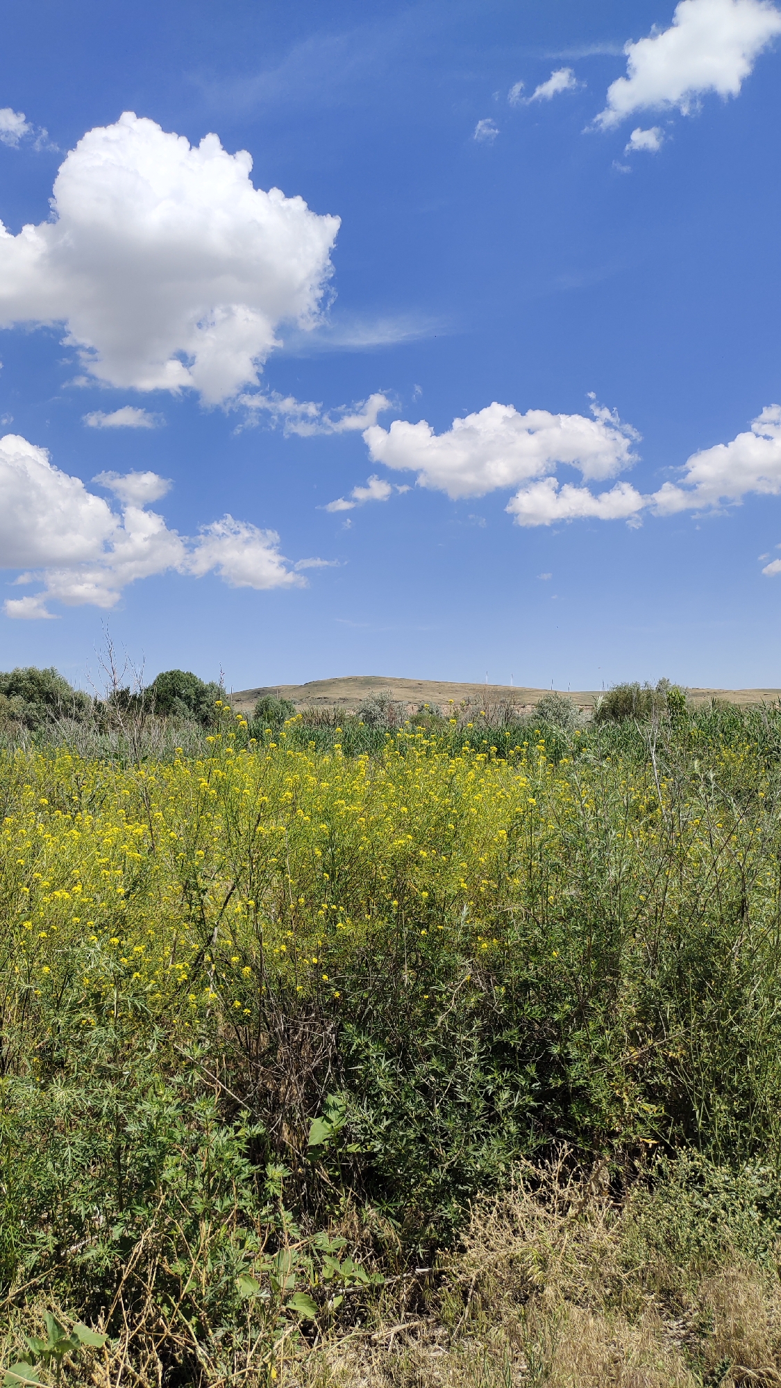 A vertical, eye-level, wide shot shows a sunny landscape with a vast blue sky dotted with fluffy white clouds. In the foreground, a dense field of vibrant yellow flowers stretches across the frame, interspersed with green foliage and dry grass. Beyond the flowers, a line of green trees and shrubs forms a natural boundary. In the background, rolling hills create a gentle horizon, with faint outlines of what appear to be wind turbines visible on the distant ridge. The scene depicts a natural, outdoor environment, likely a rural or undeveloped area in or near Taldykorgan, Kazakhstan. There are no people or animals visible in the image.