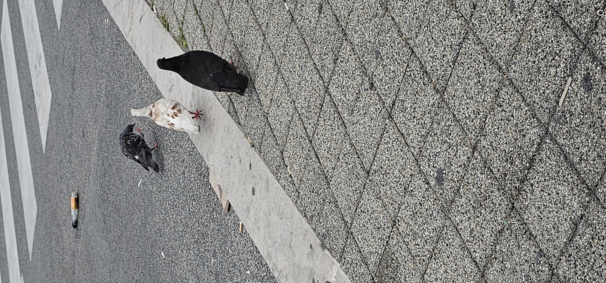 The image shows three pigeons on a street in Split, Croatia. One pigeon is black, one is white with brown speckles, and the third is dark gray with white markings. A glass bottle with a label is lying on the asphalt road, near a pedestrian crossing. The pigeons are positioned near the curb, with the black pigeon in the foreground on the sidewalk and the other two on the road. The sidewalk is made of grey interlocking tiles. The background consists of the asphalt street with white stripes of a pedestrian crossing.