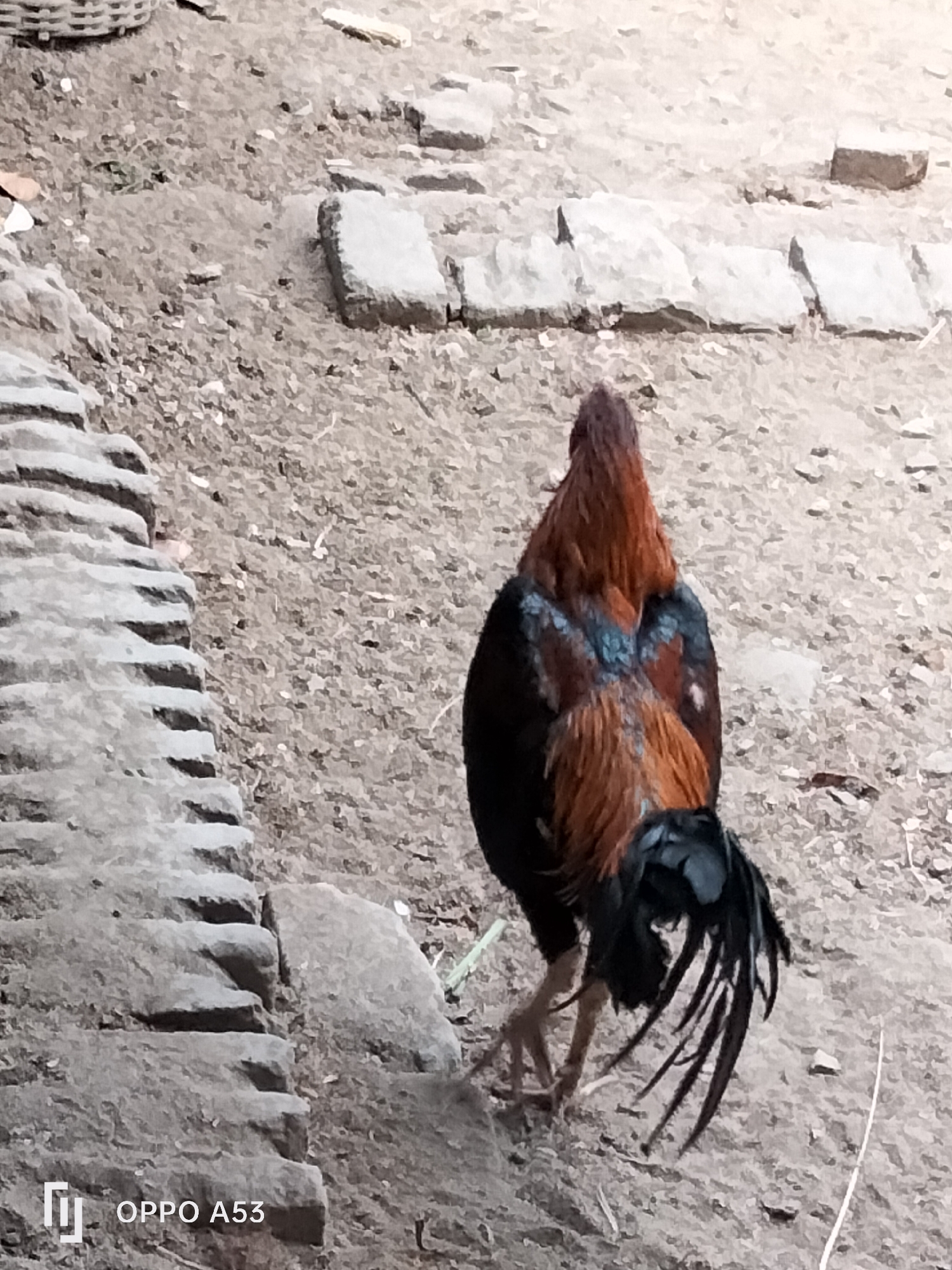 A rooster stands on a dirt ground in what appears to be an outdoor area. The rooster has brown and black feathers with some blue iridescent plumage on its back. It is facing away from the camera, with its tail feathers fanned out. In the background, there are several rough-hewn stones placed in a line, and to the left, there is a stack of layered, carved stones. The ground is covered in dirt and small pebbles. The image is a photograph taken from a medium distance, with the rooster as the primary subject. There is a watermark in the bottom left corner that reads "OPPO A53". The location is specified as Trenggalek, Indonesia.
