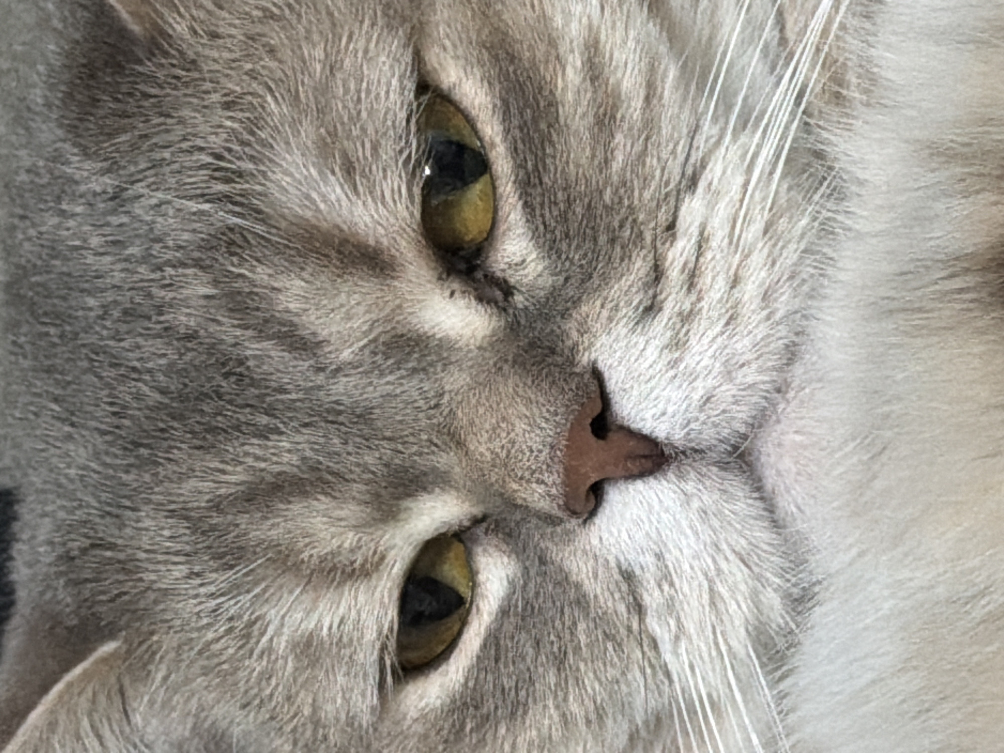 The image is a close-up of a cat's face, seemingly turned sideways. The cat has gray and white fur, yellow-green eyes with black pupils, and a pink nose. The fur appears soft and detailed, with long white whiskers visible on the right side of the frame. The composition focuses heavily on the facial features of the cat. There is no information about the location of the image, therefore there are no details about Chaikovsky, Russia.