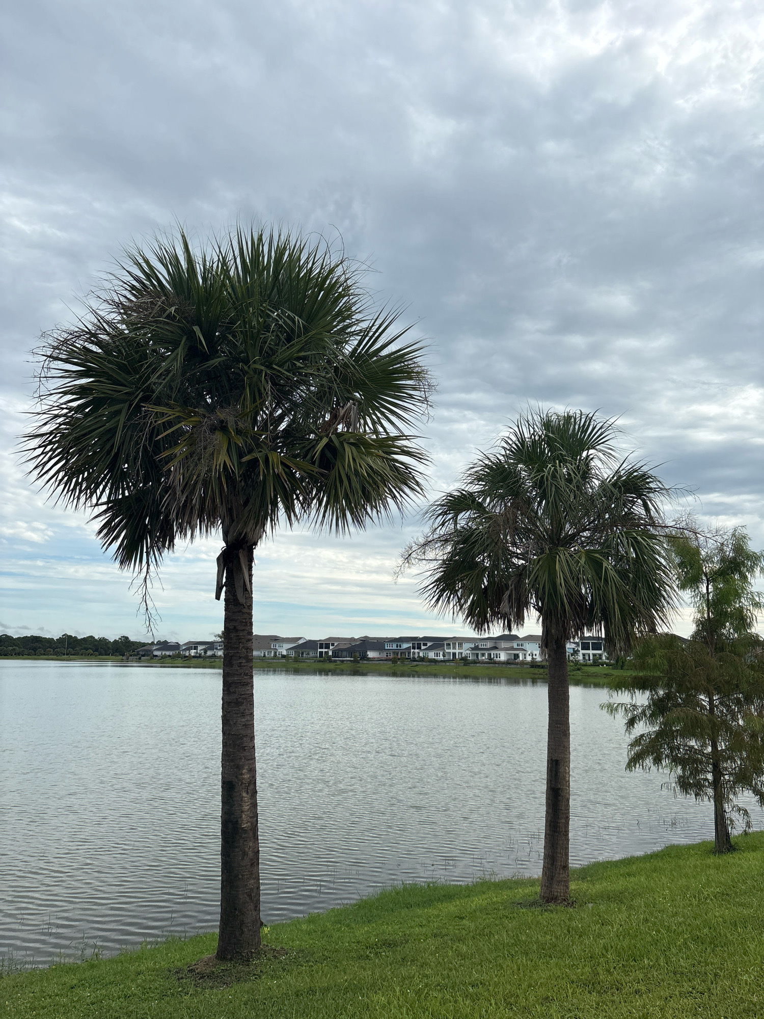 The image depicts a tranquil waterscape with two palm trees in the foreground. The larger palm tree is on the left, with its fronds spread wide against a cloudy sky. To its right, a smaller palm tree stands, also with its foliage reaching towards the sky. A thin, coniferous tree is visible to the far right.
The background features a calm body of water that reflects the overcast sky. Across the water, a line of modern houses with white facades and dark roofs is visible, suggesting a residential area. The scene is set in the city of Sarasota, United States, likely in a suburban development or a community with waterfront properties. The overall atmosphere is peaceful and serene, characteristic of a cloudy day near a lake or bay.