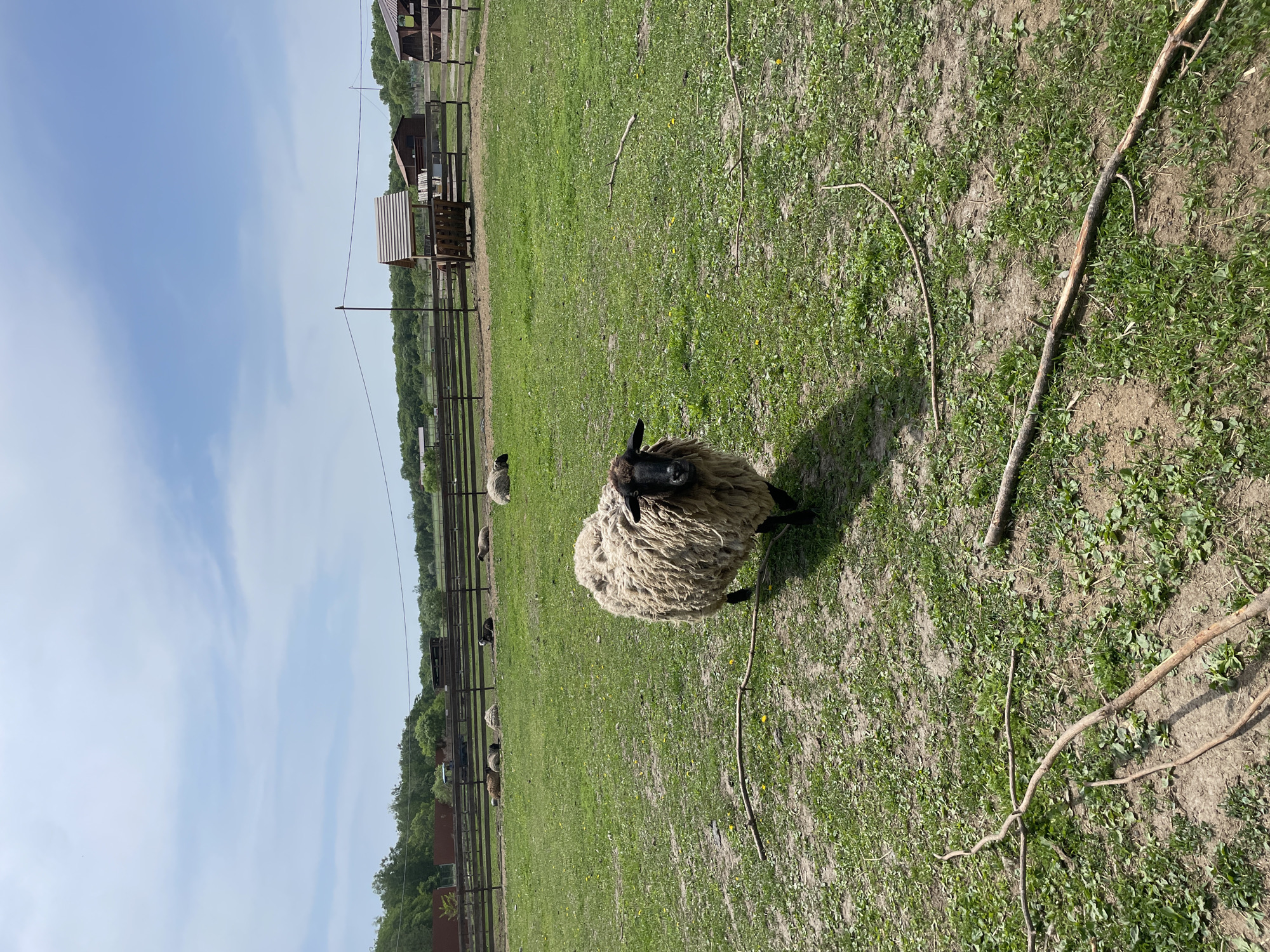 This image depicts an outdoor pastoral scene at a farm or animal enclosure, likely located in Timofeevka, Russia. The central subject is a sheep with a distinct black face and thick, light-colored wool, standing on a patch of grass and dirt. It is positioned in the foreground, looking directly towards the viewer.
In the mid-ground, behind the prominent sheep, several other sheep with light-colored wool are visible, scattered within a grassy area. A rustic wooden fence line runs horizontally across the scene, separating the foreground from the background elements. Beyond the fence, several wooden structures, appearing to be shelters or small barns, are situated among trees. A dense line of green trees forms the distant horizon.
The ground is a mix of vibrant green grass, speckled with small yellow wildflowers, and areas of dry, light brown soil. Several fallen tree branches or sticks are scattered on the ground in the immediate foreground and mid-ground. The sky overhead is a clear light blue with some faint, wispy white clouds, indicating bright and sunny weather. The presence of distinct shadows cast by the sheep and other elements confirms it is daytime. The overall atmosphere of the scene is peaceful and rural. No visible text is present in the image.