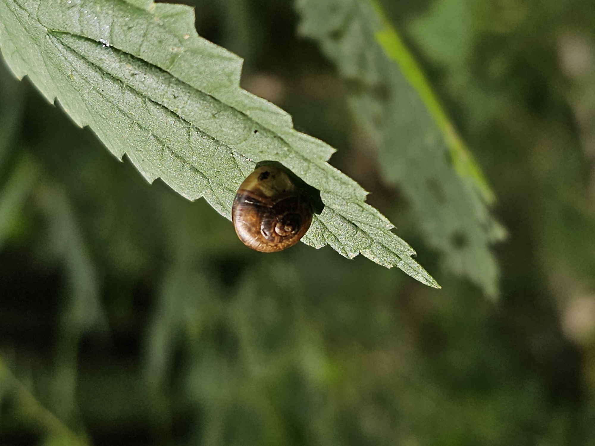 A close-up, vertically oriented, eye-level photograph shows a small, brown snail on the edge of a green leaf. The leaf is serrated and textured with visible veins. The snail's shell is coiled and has darker brown markings. The background is blurred and consists of green foliage, suggesting an outdoor, natural environment. The lighting is natural and appears to be daylight. The image does not contain any information about the city of Odintsovo, Russia.