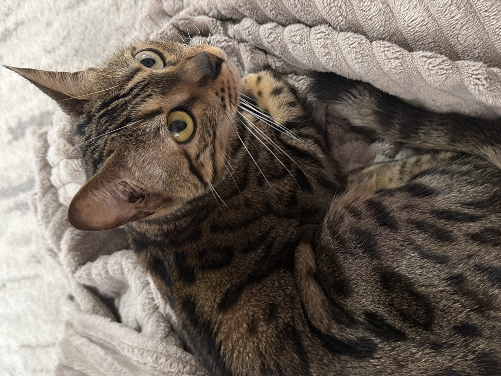 An indoor close-up shot, taken in Noviy, Russia, features a Bengal cat lying on a soft, light-colored plush blanket. The cat's distinctive brown and black marbled and spotted fur is prominent, characteristic of the breed. Its head is tilted, and it looks upwards and slightly to the right with wide, alert greenish-yellow eyes and dilated pupils, conveying a sense of curiosity, alertness, or attentiveness. Long, prominent white whiskers extend from its muzzle. One pointed ear is clearly visible and perked upwards. A paw is partially visible, tucked close to its head, while the rest of its body is nestled into the blanket. The blanket itself appears soft and textured, with a ribbed pattern visible in some areas and a smoother, fluffy texture in others. The lighting is soft and consistent with an indoor environment. There is no visible text in the image.