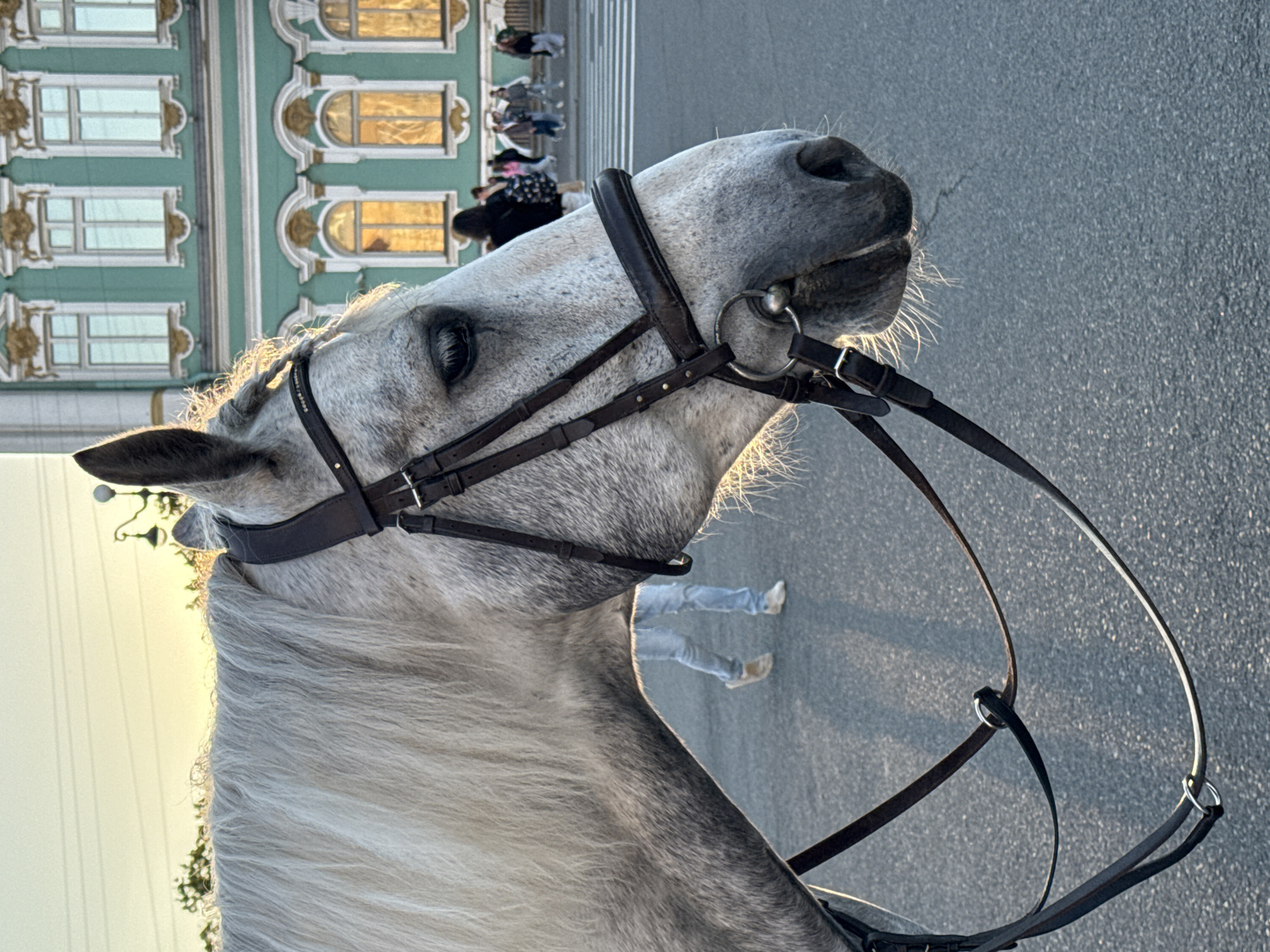 A close-up, profile view of a grey horse wearing a dark leather bridle is captured in Saint Petersburg, Russia, with the golden hour light illuminating its mane and face. Behind the horse, a neoclassical building with green and gold facade is visible, reflecting the warm sunset light in its windows. In the background, a pedestrian crossing and several indistinct figures walk along the street. The horse is standing on an asphalt surface.