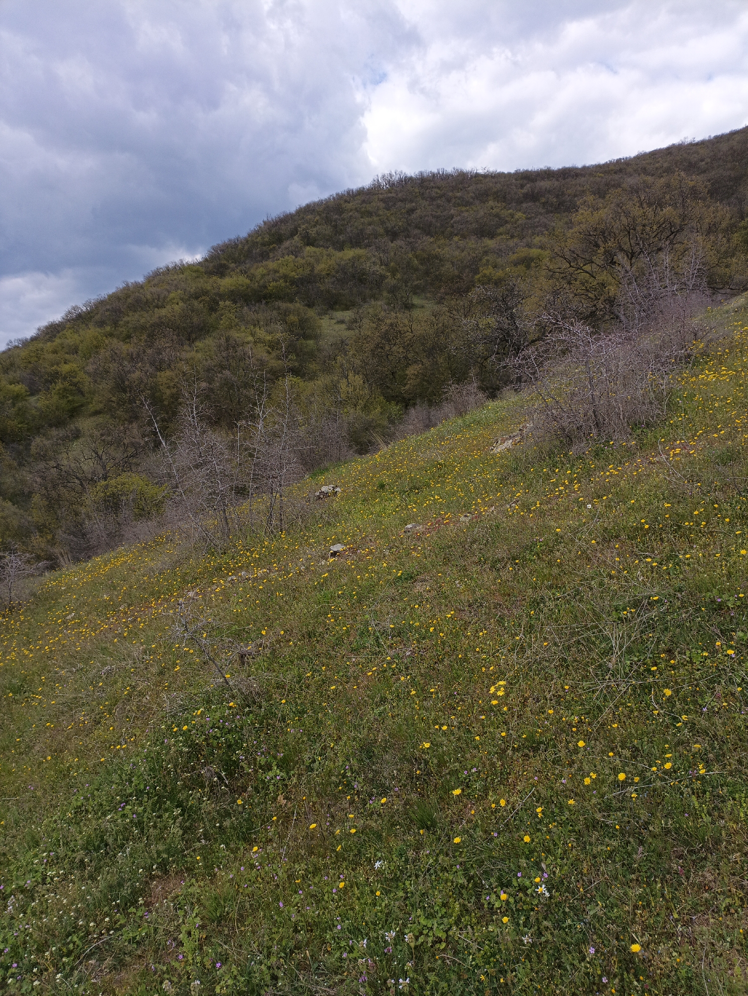 The image depicts a hillside landscape under a cloudy sky, potentially located near Kosten, Bulgaria. The hillside is covered in vegetation, including grasses and numerous small yellow wildflowers. Scattered shrubs and trees are present, with denser vegetation higher up the slope. The trees show new green foliage, suggesting spring or early summer. The ground appears uneven and rocky in places. The sky above is filled with overcast clouds, some of which are darker, indicating possible rain.