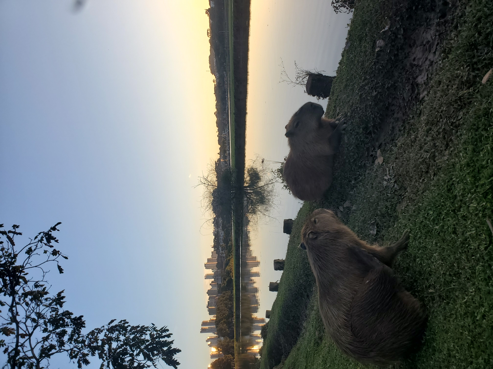 In the city of Curitiba, Brazil, two capybaras are seen resting on the grassy bank of a lake at sunset. The water reflects the city skyline in the distance, which features modern buildings and lush greenery. A few trees with dark leaves frame the upper left corner of the image, silhouetted against a gradient sky transitioning from a soft blue to a pale yellow near the horizon. The capybaras are the primary subjects, positioned in the foreground, with one facing left and the other facing right. The environment is a naturalistic setting within an urban landscape, suggesting a park or reserve.