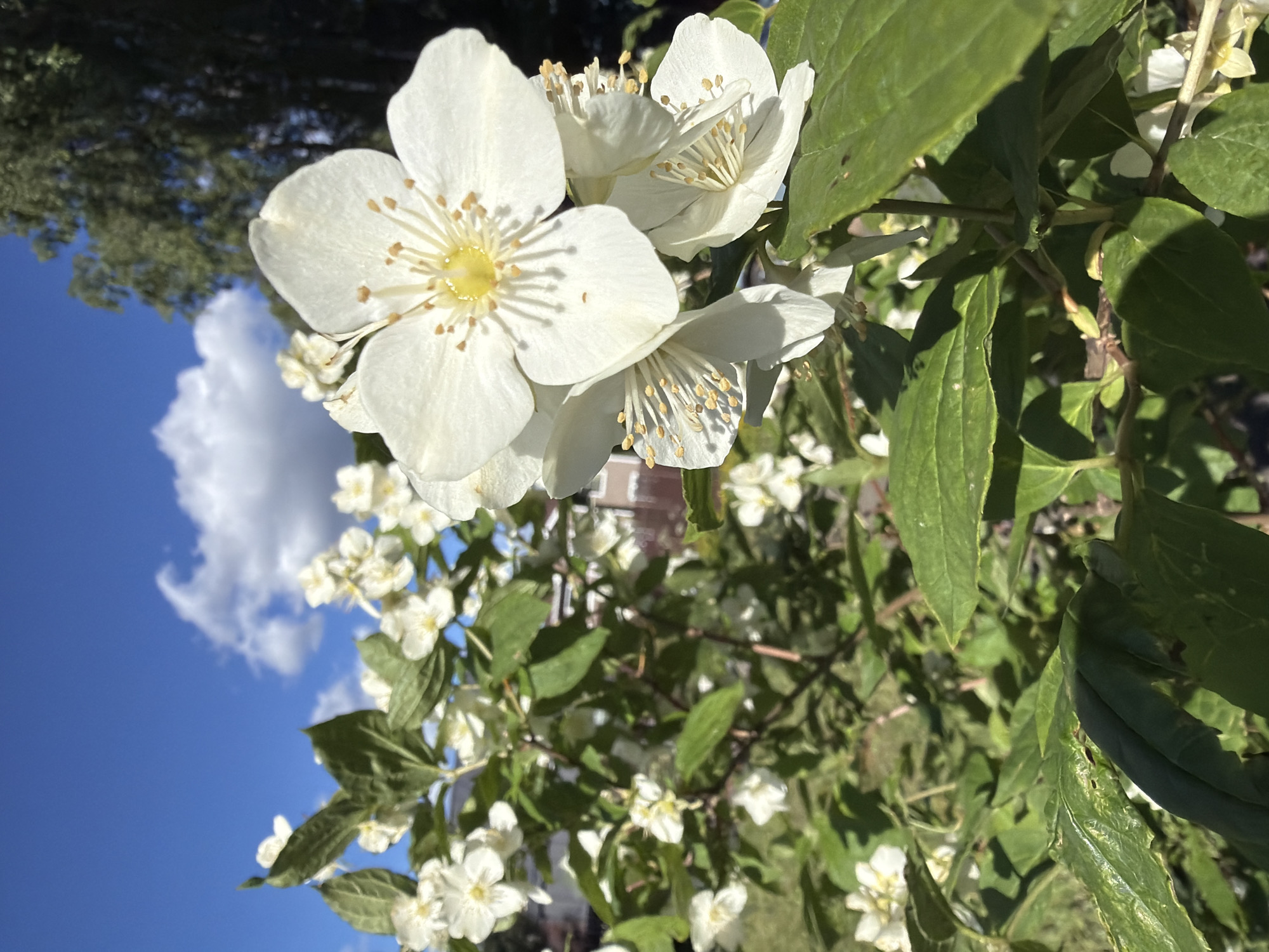 The image captures a close-up view of white jasmine flowers in bloom, set against a backdrop of a bright blue sky with scattered white clouds and lush green foliage. The flowers are the primary subject, with several blooms in focus, showcasing their delicate white petals and yellow stamens. The branches and leaves of the jasmine plant are also visible, rendered in various shades of green.
In the background, parts of a building and trees can be seen, suggesting an outdoor setting, possibly a garden or a yard in a residential area. The lighting suggests it is daytime, likely late morning or early afternoon, given the bright sunlight and the shadows cast by the leaves and flowers. The overall mood conveyed is one of natural beauty and tranquility, typical of a serene outdoor scene. There is no visible text in the image. The location context provided is Steklyannyi, Russia, which aligns with the natural elements depicted.