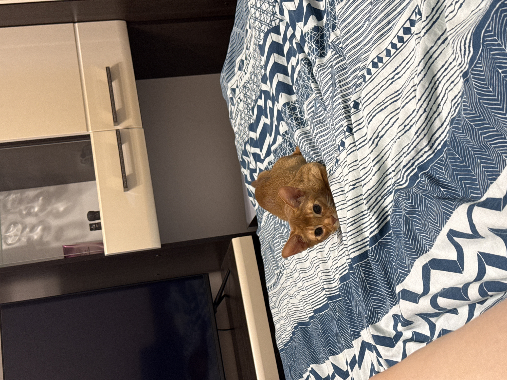 An orange cat is lying on a bed with a blue and white patterned comforter. The cat is facing the camera with its eyes wide open. In the background, there is a television and a cabinet. The scene appears to be indoors, likely a bedroom. The image does not provide any information about the city of Stary Oskol, Russia.