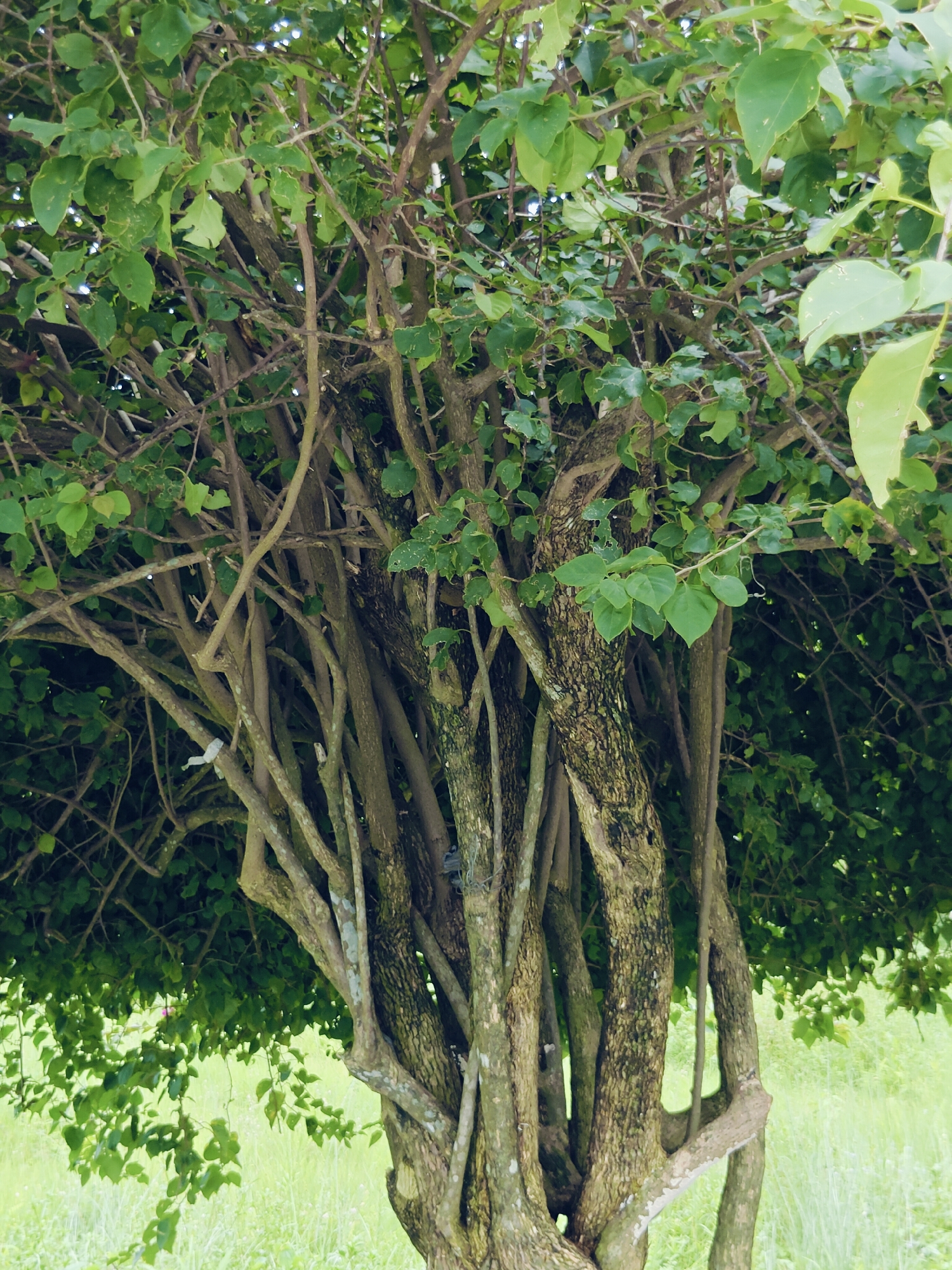 A close-up, eye-level shot captures the dense, tangled branches of a multi-trunked tree in Pokhara, Nepal. The tree's rough, textured bark is visible, with a light dusting of lichen in places. Numerous slender, intertwined branches create a woven effect, reaching upwards and outwards, partially obscured by a canopy of lush green leaves. The leaves are a vibrant green, with some showing signs of wear and tear. Behind the tree, a blurred background of green grass and vegetation suggests an outdoor setting, possibly a park or garden. The lighting is natural and diffused, indicating it is likely daytime. There are no people or animals visible in the image. The focus is entirely on the intricate structure of the tree itself.