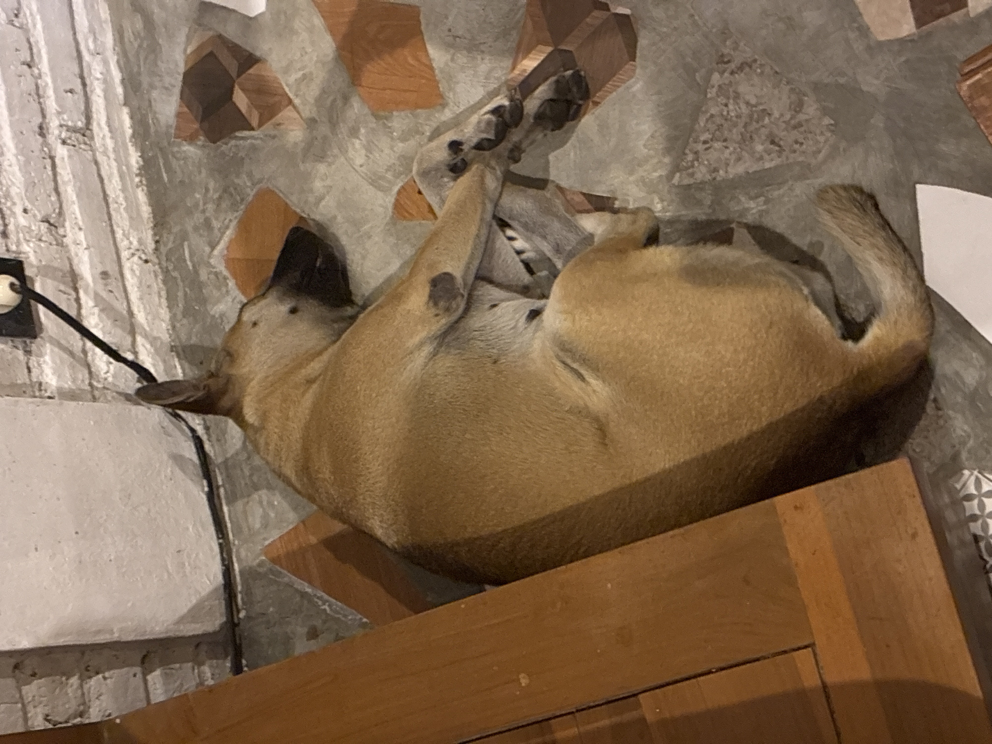 The image captures a light brown dog peacefully sleeping on a wooden surface, likely a table or elevated platform. The dog is curled up on its side, with its paws tucked close to its body, conveying a sense of comfort and repose. Its fur is a uniform light tan, with a few darker patches visible on its legs.
The setting appears to be indoors, with artificial or low lighting casting subtle shadows, particularly beneath the dog and the edge of the wooden surface. Below and to the sides of the wooden platform, a distinctive floor is visible, composed of light gray concrete or stone inlaid with geometric patterns. These patterns feature reddish-brown, wood-like triangular and square shapes.
On the left side of the frame, a textured white wall, possibly painted brick, can be seen. An electrical cord is plugged into a white wall socket mounted on this wall. A small, indistinct white object, possibly paper or fabric, is partially visible on the far right edge of the frame. The overall atmosphere is quiet and serene, centered around the sleeping animal. The scene is located in Kuta Selatan, Indonesia. No visible text is present in the image.