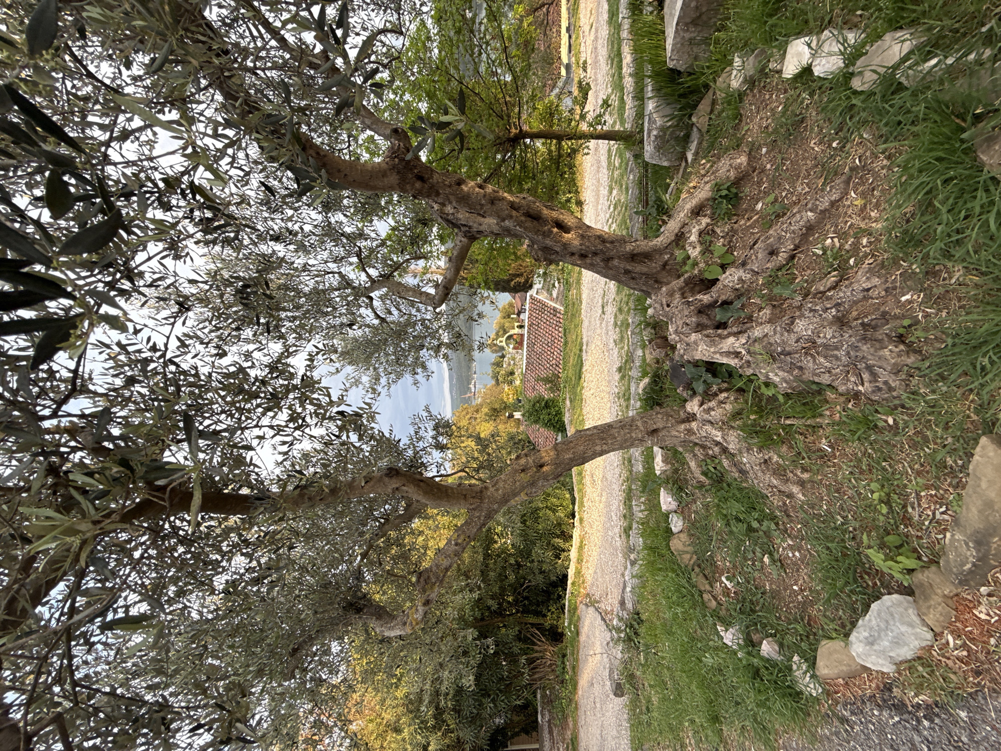 The image shows a scene in Đuraševići, Montenegro. Two mature olive trees are prominently featured. The trees have gnarled trunks and silvery-green foliage. A gravel path runs between the trees. In the background, a body of water is visible, suggesting a coastal location. A red-tiled roof of a building is visible amidst the foliage. The ground around the trees is covered with grass, leaves, and small rocks.