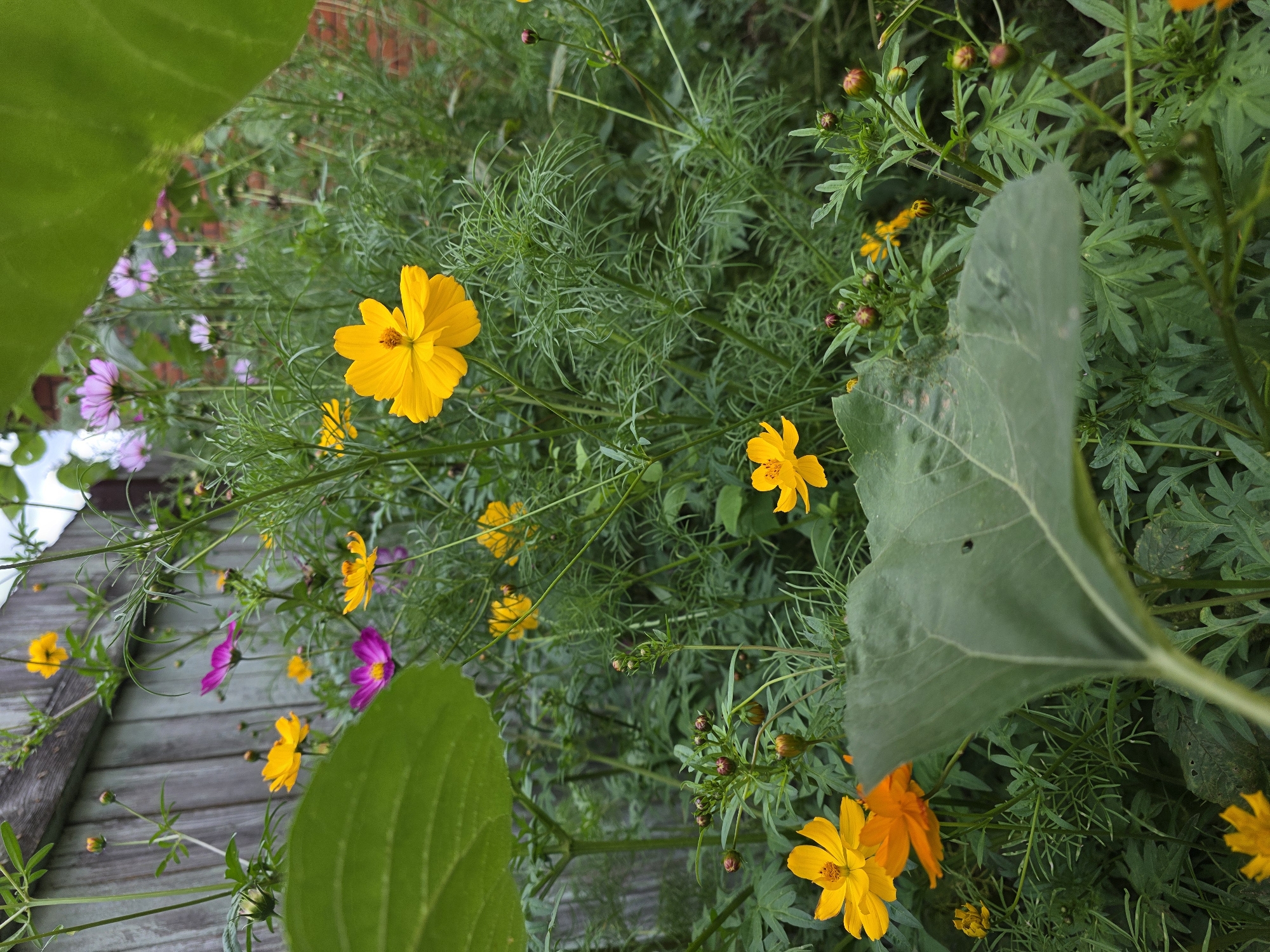 The image depicts a close-up view of a garden filled with colorful flowers, primarily cosmos, in shades of yellow, orange, and pink. The flowers are interspersed with lush green foliage and some flower buds. In the background, a weathered wooden fence with vertical planks is visible, suggesting a boundary or enclosure. Part of a brick structure is also discernible behind the fence. A large green leaf dominates the foreground, partially obscuring the view of the flowers and foliage behind it. The scene appears to be outdoors, in a garden setting, possibly in the city of Rechytsa, Russia, though this cannot be definitively confirmed by the image alone. There are no people or animals present in the image.