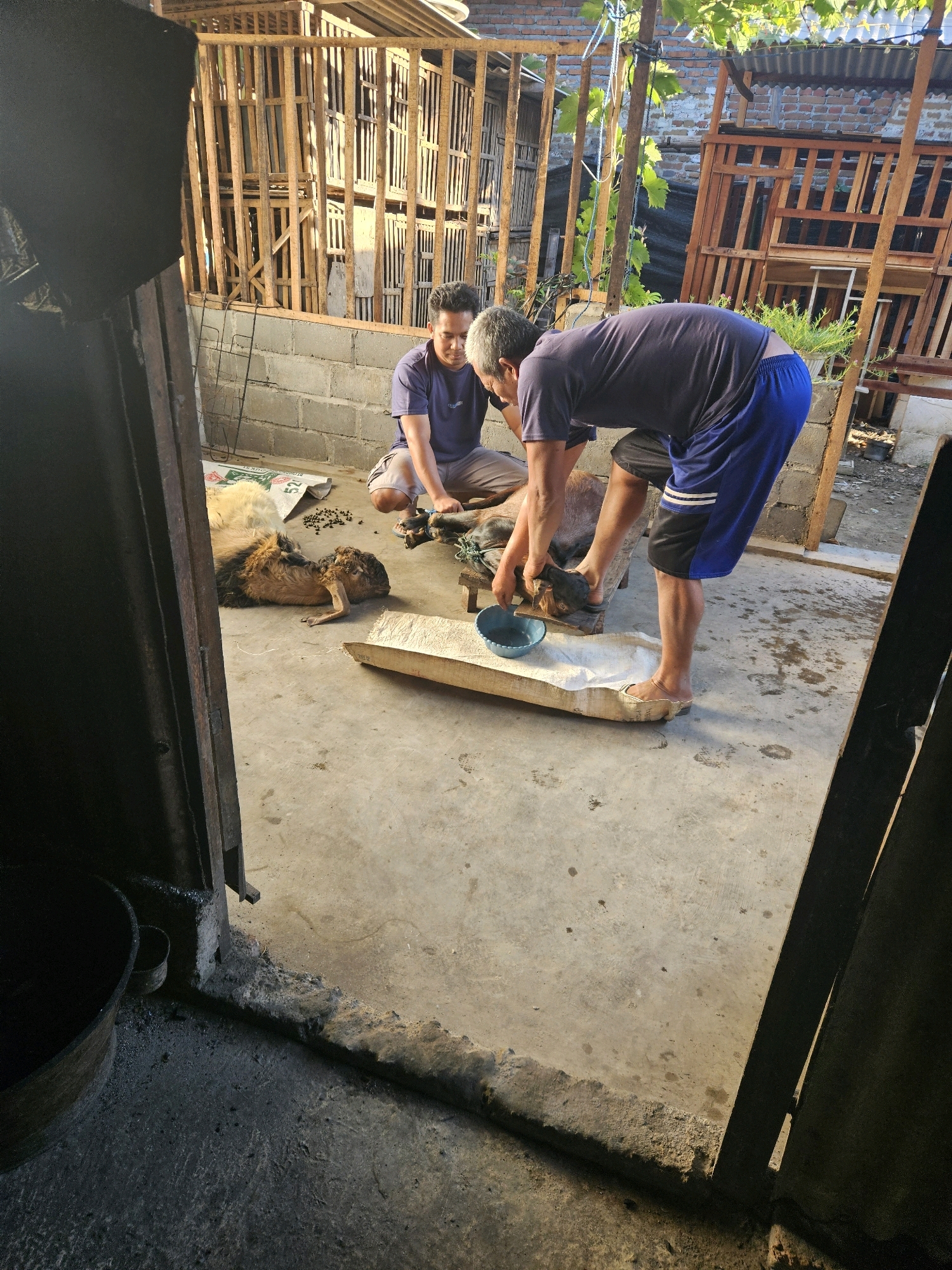 Two men are performing a ritualistic sacrifice outdoors in Sono Ageng, Indonesia. The scene appears to be a courtyard with a concrete floor. In the foreground, a deceased goat lies on the ground. The two men are kneeling and tending to another goat, which is propped up on a wooden structure. One man is holding the goat's head while the other appears to be administering something from a blue bowl. The background shows wooden animal enclosures, a brick wall, and vegetation, indicating an agricultural or rural setting. The lighting suggests it is daytime, possibly late afternoon, with strong shadows cast by the structures.