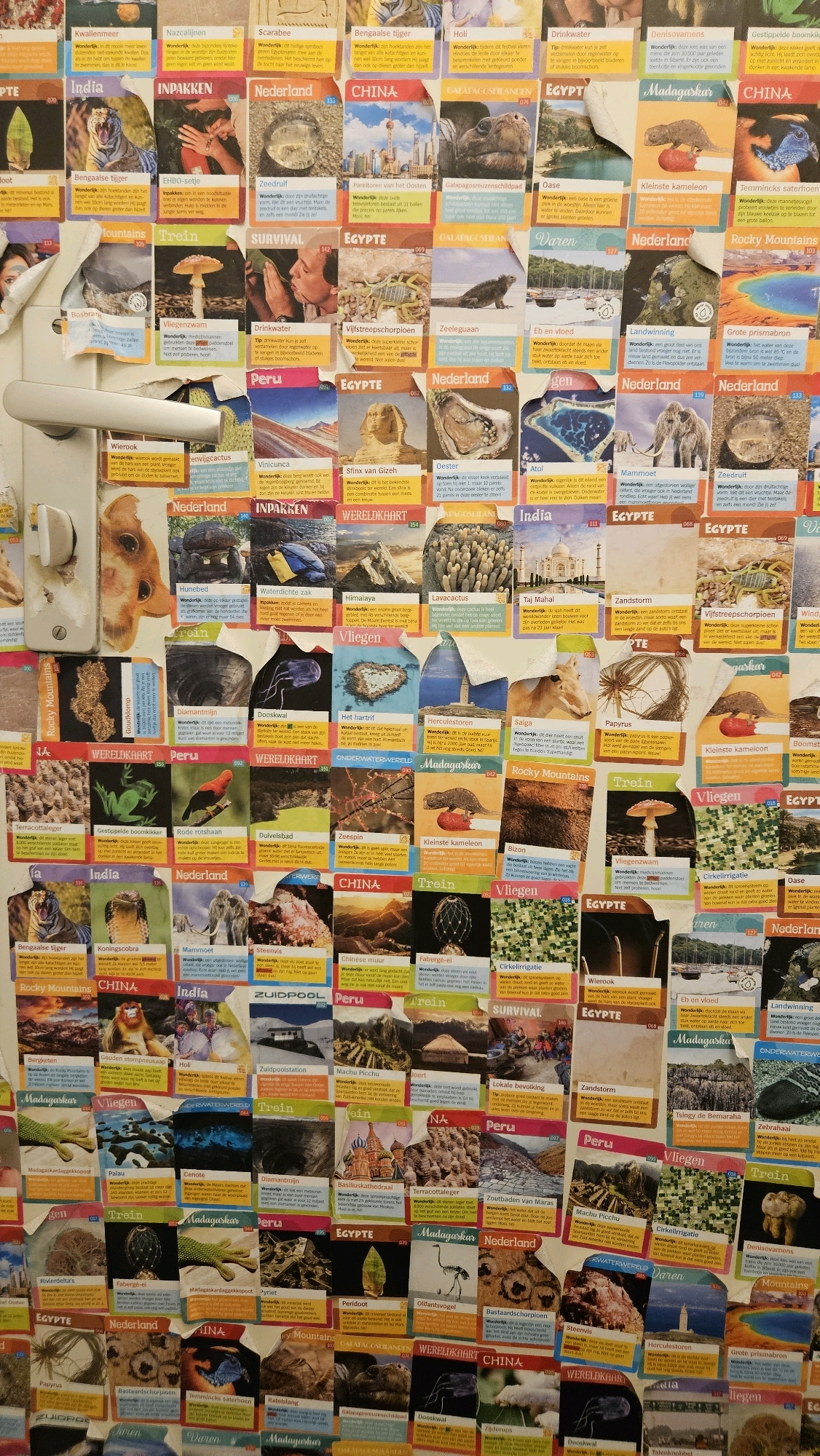 The image is a close-up shot of a wall in Breda, Netherlands, densely covered with a multitude of small, colorful cards depicting various natural wonders, animals, and landmarks. The cards are overlapping and arranged in a collage-like fashion, creating a visually busy scene. Many of the cards have Dutch text, with titles such as "Bengaalse tijger," "China," "Egypte," and "Madagaskar." Some cards feature photographs of animals like tigers, iguanas, and birds, while others showcase landscapes and structures like the Taj Mahal and the Great Pyramid of Giza. A white door handle and a portion of a white door are visible on the left side of the image, suggesting the wall is likely part of an interior space. The lighting appears to be natural, coming from an unseen source, casting subtle shadows on the cards. The overall impression is one of an organized collection of educational or collectible items, likely assembled by an individual.