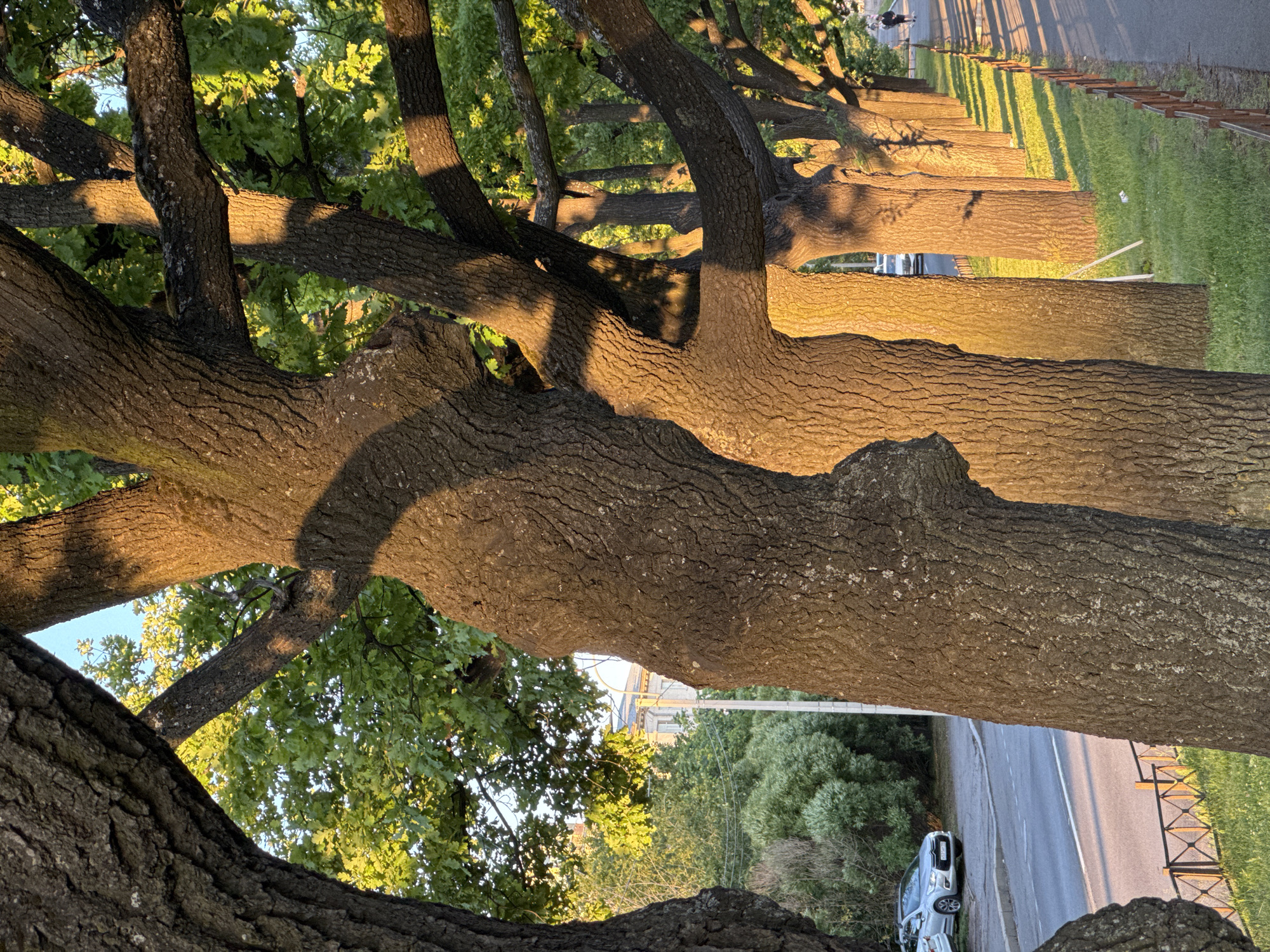 This is a photograph of a row of large oak trees lining a sidewalk and a road. The trees are mature with thick, textured bark and a canopy of green leaves. Sunlight filters through the branches, casting dappled shadows on the trunks and the grassy area beside the sidewalk. In the background, a silver car is parked on the side of the road, and a person is walking on the sidewalk. The scene appears to be in a city, with buildings and other trees visible in the distance. The overall impression is one of a peaceful urban landscape in the late afternoon or early evening. The architecture visible in the background suggests it is likely Saint Petersburg, Russia, given the style of the building.