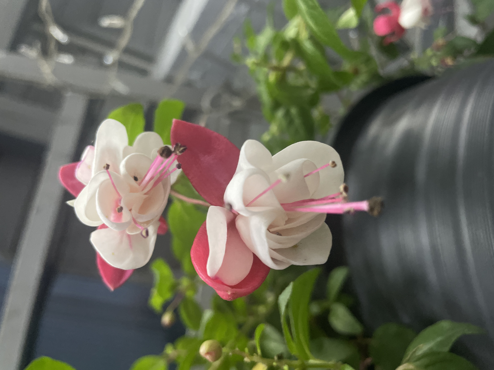This is a close-up, eye-level, outdoor, daytime photograph of two Fuchsia flowers in bloom, likely in a garden setting in Lukino, Russia. The flowers are predominantly white with bright pink sepals and vibrant pink stamens. The top flower is fully open, revealing its delicate structure, while the bottom flower is partially closed. Both flowers are suspended by thin stems. Surrounding the flowers are lush green leaves and buds, suggesting a healthy plant. In the background, a dark gray, textured pot is visible, and beyond that, a slightly blurred background of what appears to be a window or glass structure with some faint reflections. There are no people or animals in the frame. The overall lighting is soft and diffused, highlighting the intricate details of the flowers. The scene is static and peaceful.