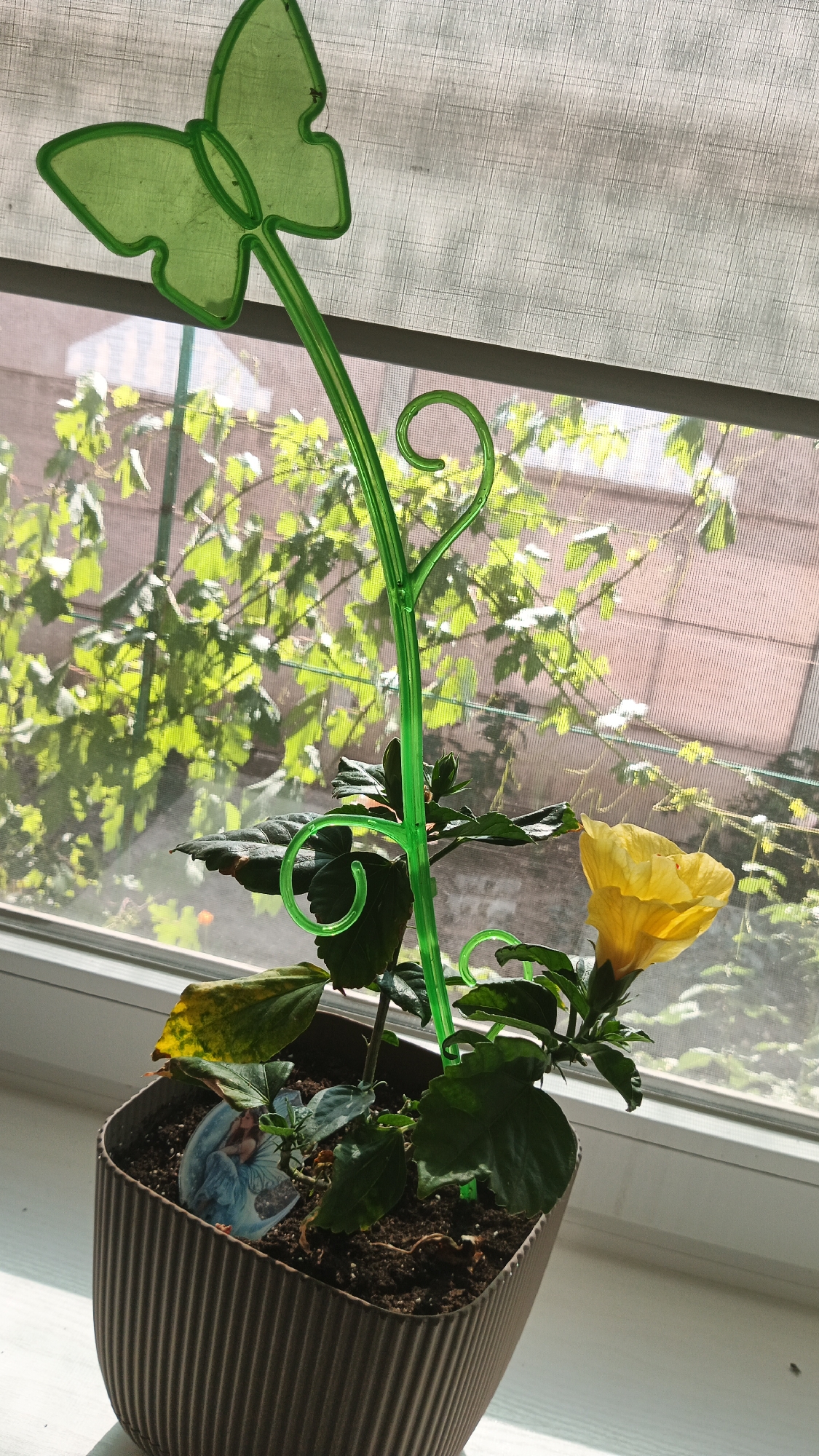 A potted yellow hibiscus plant with dark green leaves sits on a windowsill, bathed in bright daylight. A decorative green plastic stake shaped like a butterfly and featuring curly tendrils is inserted into the soil next to the plant. Outside the window, lush green foliage is visible, suggesting a sunny day and possibly spring or summer. The plant appears healthy, with a single vibrant yellow flower in bloom. A small decorative element, possibly a fairy figurine, is partially visible in the soil of the pot. The scene is serene, suggesting a peaceful domestic setting. The image is taken indoors, with the windowsill and window blinds providing a clear indication of an indoor location. There is no visible text in the image.