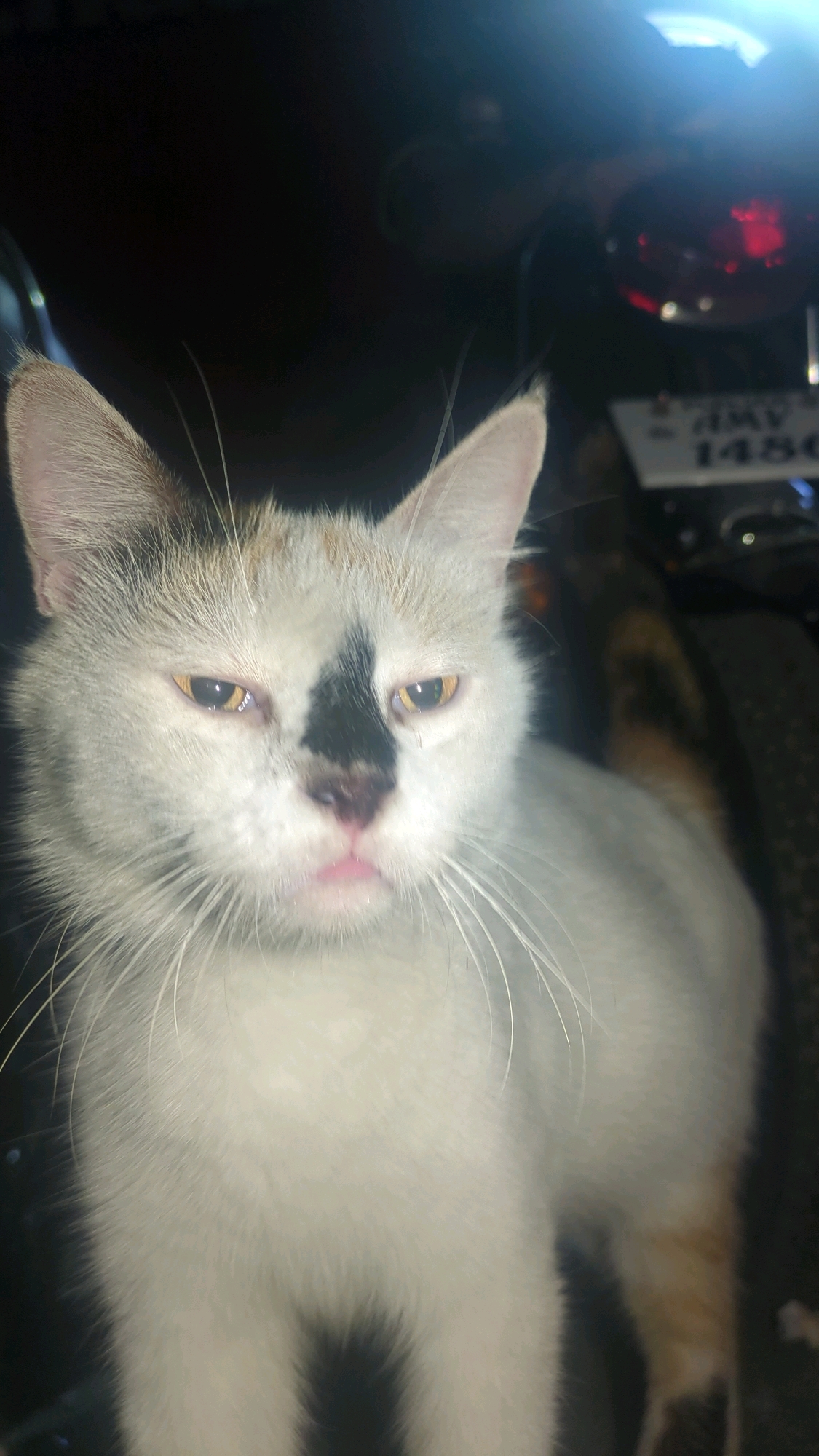 A calico cat with white, black, and orange fur is the subject of this close-up, low-angle portrait. The cat's face is prominently featured, with its ears, eyes, nose, and mouth clearly visible. The cat has striking yellow eyes and a small pink mouth that is slightly agape, giving the impression it might be about to speak. A distinctive black patch covers the bridge of its nose, extending slightly onto its forehead. The background is dark and out of focus, but a license plate with the numbers "AMV 1486" and a red taillight can be discerned, suggesting the cat might be near a vehicle, possibly a motorcycle. This setting is consistent with an urban environment like Lahore, Pakistan, where motorcycles are a common mode of transport and can be found parked in various public and private spaces.