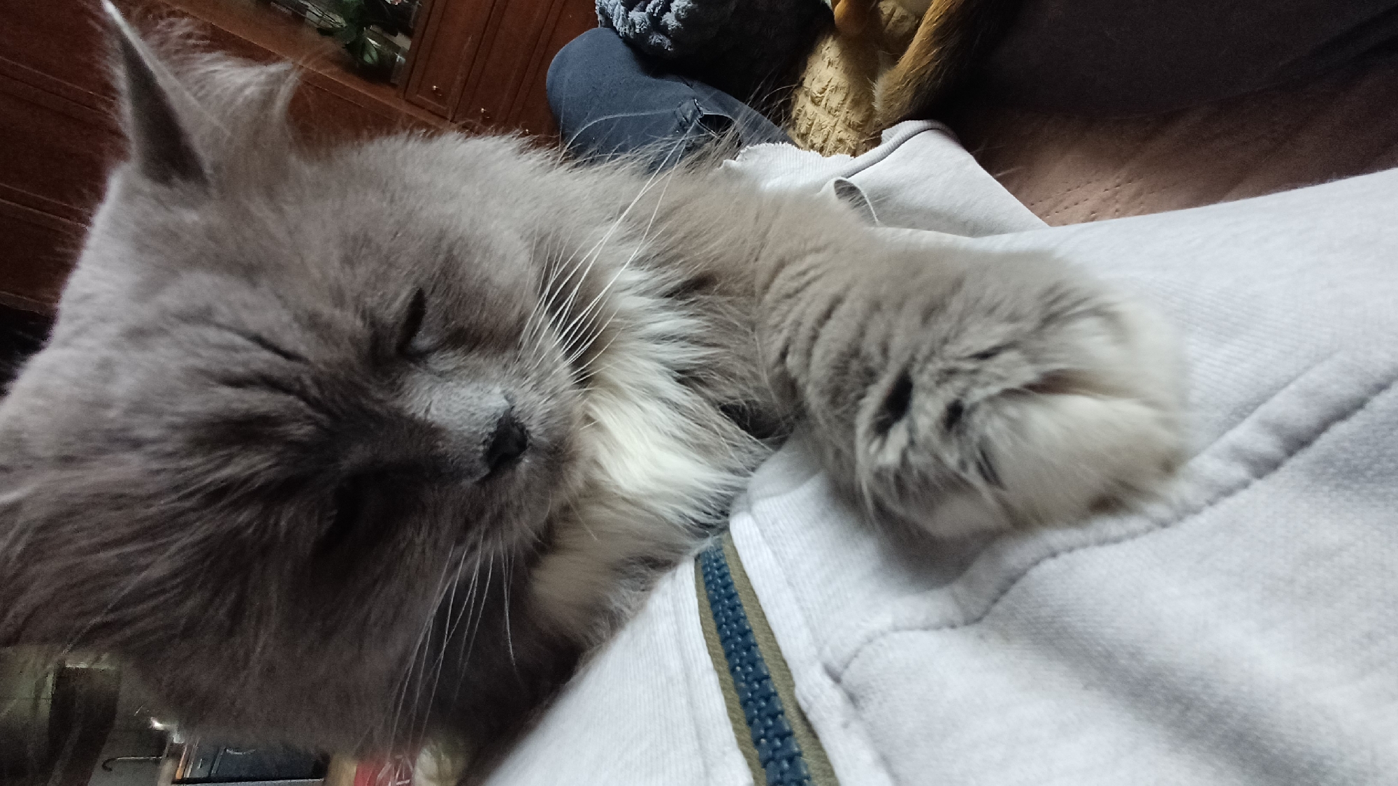 A gray cat with closed eyes is resting on a light gray garment with a blue and green zipper detail. The cat's head is positioned to the left with a visible paw extending forward. The background includes a person wearing jeans and a gray knitted hat, as well as a wooden cabinet. It is unknown from this image if the photo was taken in Timokhovo, Russia.