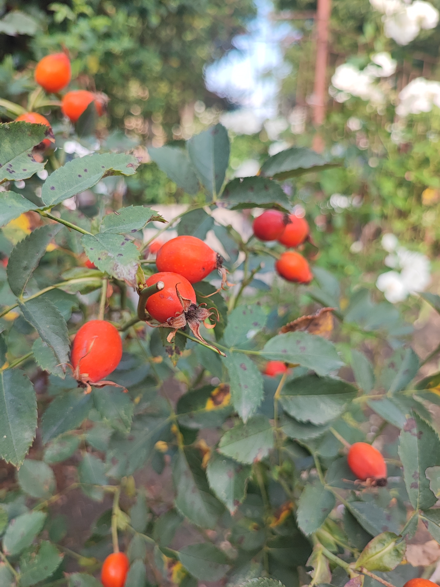 A close-up shot captures rose hips on a bush with green leaves. The rose hips are bright orange and vary in size, with some appearing plump and others slightly shriveled. The leaves exhibit some discoloration, with dark spots and browning edges, suggesting the approaching autumn season. In the background, soft focus reveals more greenery and hints of white flowers, possibly on another plant. The overall lighting suggests an outdoor setting, likely in natural daylight. The image does not contain any people, human activity, or recognizable landmarks of Pyatigorsk, Russia.