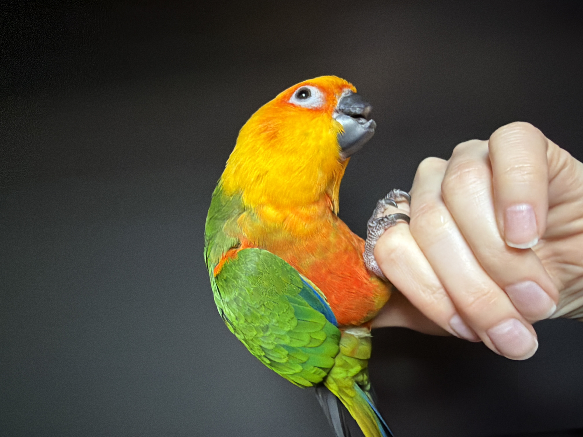 A vibrant, colorful parrot perches on a person's hand. The bird, primarily yellow on its head and chest, transitions to orange and then green on its wings and back. Its beak is dark, and its eye is partially visible. The person's hand is fair-skinned with short, unpainted nails. The background is a solid, dark gray, creating a stark contrast with the colorful parrot. There is no indication in the image that the location is in Khimki, Russia.