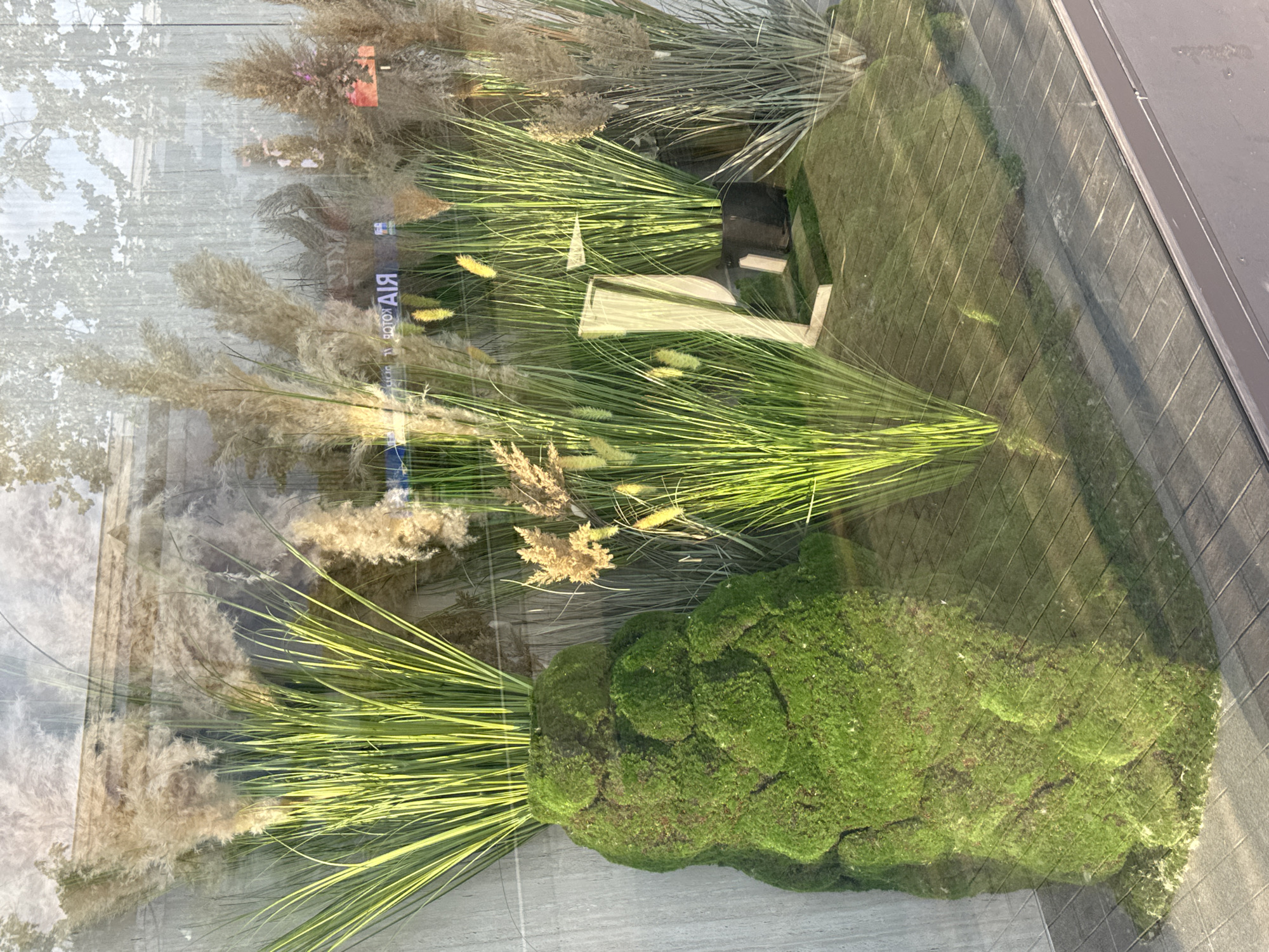 The image shows a shop window display with artificial plants and greenery. In the foreground, a large, irregularly shaped object covered in green moss stands to the left, with tall, thin green reeds emerging from its top. To the right of the mossy object, there are several clusters of tall, slender green reeds and feathery plumes of dried grasses. A wooden display stand, shaped like an "L," is positioned amongst the plants. The background of the display is a wall with vertical grey panels, and there are reflections of trees and buildings in the shop window, suggesting an urban environment. The ground of the display is covered in a moss-like material with a wooden slat pattern. The overall impression is that of a naturalistic, yet artificial, arrangement designed to attract attention in a store window, potentially located in Bishkek, Kyrgyzstan.