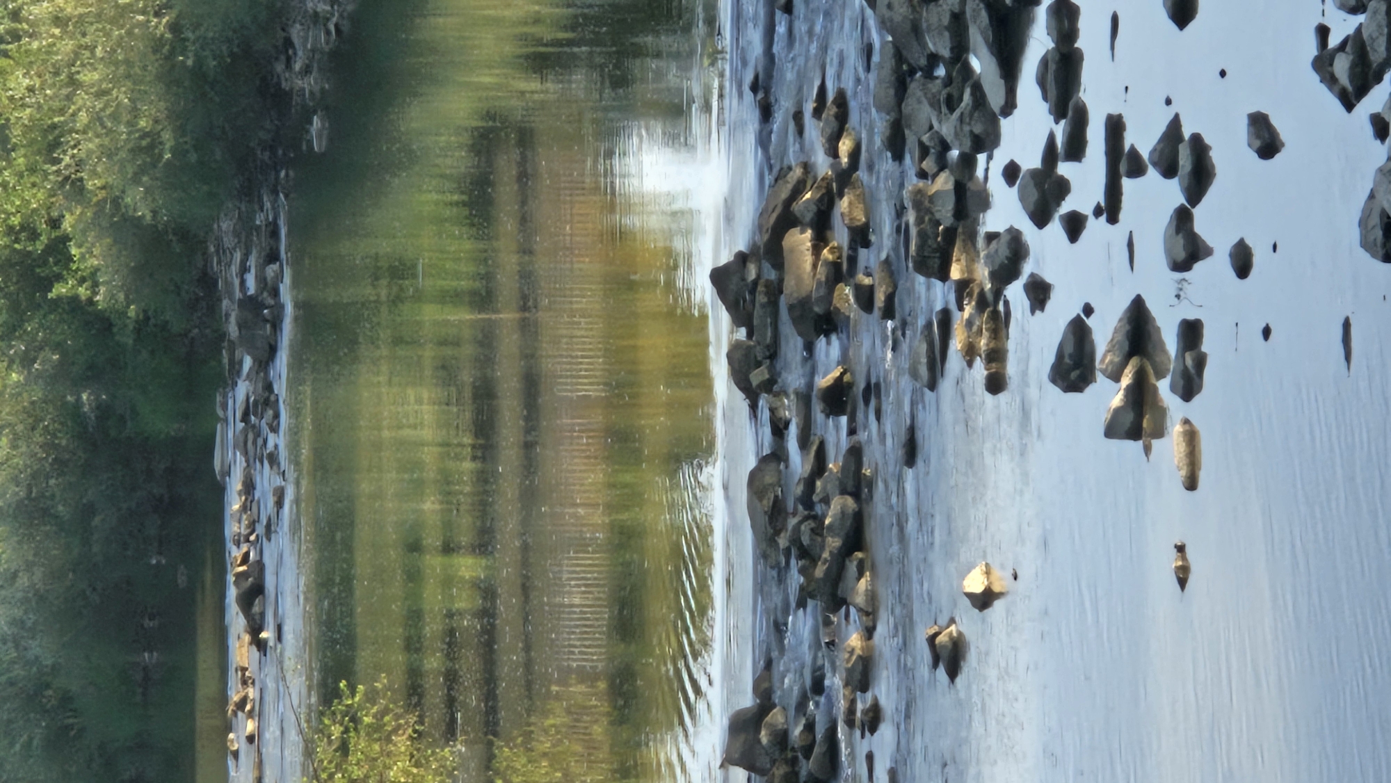 A vertical, eye-level shot captures a shallow river flowing over rocks, with lush green foliage lining the banks in the background. The water reflects the trees and sky, creating a serene, natural scene. A subtle ripple pattern is visible in the water, suggesting a gentle current. Scattered rocks of varying sizes are submerged in the water, with some breaking the surface. The lighting indicates it is likely late afternoon or early evening, casting a warm, golden hue on the water and vegetation. The image appears to be a natural landscape with no visible human presence or structures. The scene is peaceful and evokes a sense of tranquility.