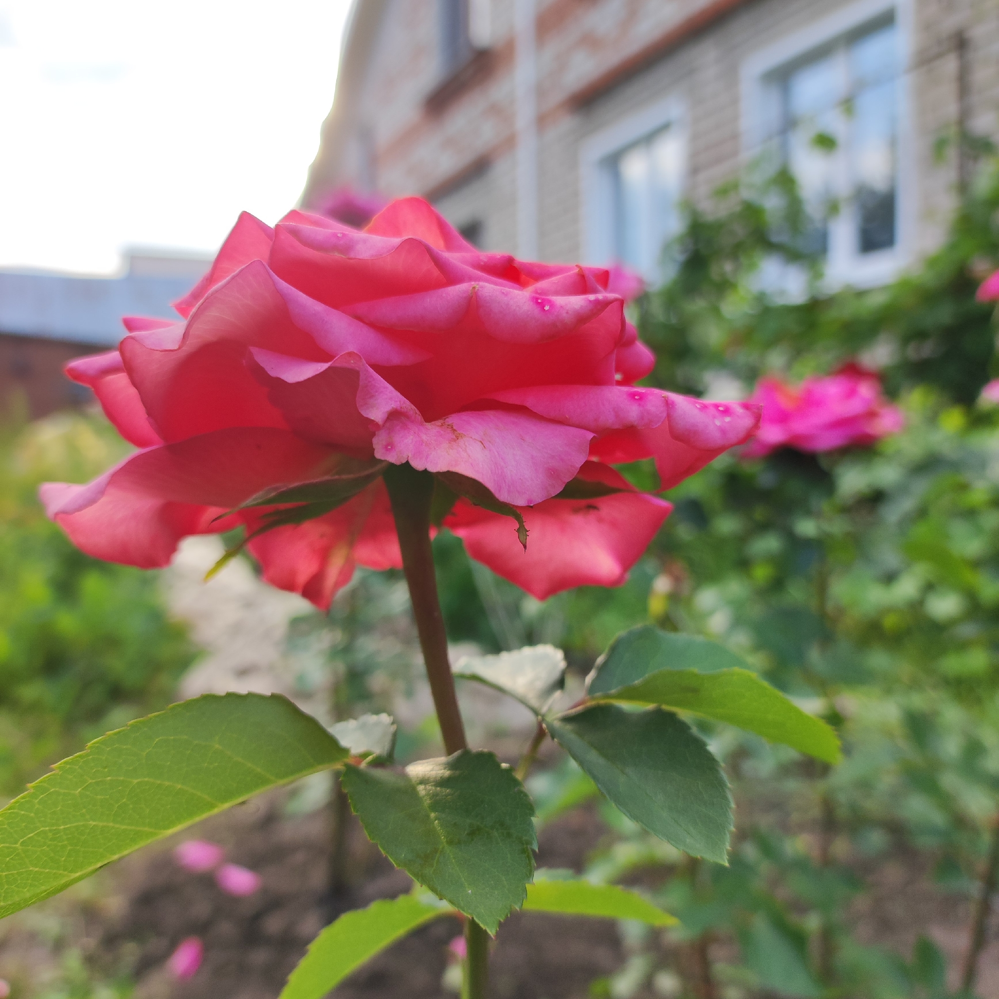 In Navoloki, Russia, a vibrant pink rose is in full bloom, its delicate petals slightly unfurled to reveal subtle water droplets. The rose is positioned in the foreground, with its stem and leaves extending downwards and to the sides, creating a sense of depth. Behind the rose, a blurred background features a light-colored brick building with white-framed windows, suggesting a residential setting. Lush green foliage and other pink roses are visible in the mid-ground and background, adding to the garden atmosphere. The lighting indicates it is daytime, likely a sunny or partly cloudy day.