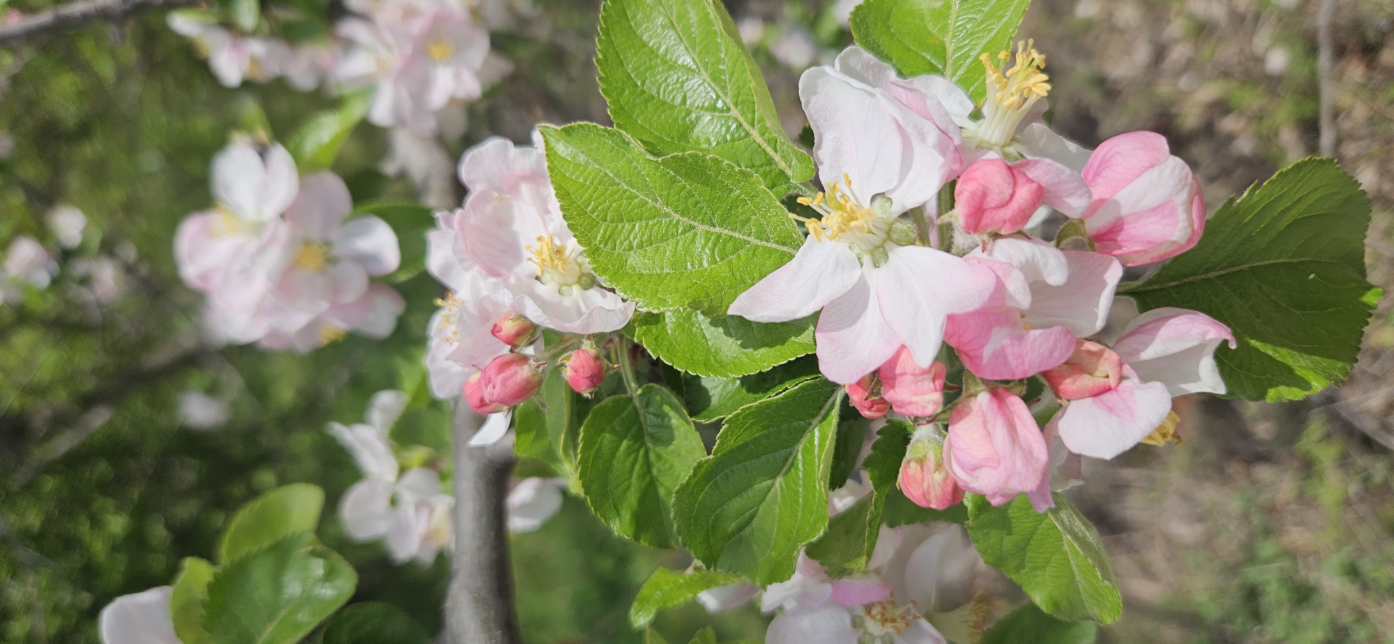 This image captures a vibrant close-up of apple blossoms and fresh green leaves, likely signaling springtime in Blagoevgrad, Bulgaria. The main subjects are clusters of delicate flowers, primarily light pink and white, with noticeable yellow stamens at their centers. Several blossoms are fully open, showcasing their individual petals, while others are still in tight bud form, appearing as striking pink, plump clusters.
The leaves are a bright, healthy green, featuring prominent vein patterns and some textural details. They are sharply in focus alongside the blossoms in the foreground. Sunlight illuminates the scene, casting subtle highlights on the petals and leaves, suggesting a clear and sunny day, possibly late morning or early afternoon.
The background is softly blurred, displaying out-of-focus green foliage and hints of other distant blossoms, creating a shallow depth of field that emphasizes the beauty of the flowers closest to the viewer. There are no people or visible text in the image. The overall impression is one of natural beauty, renewal, and the flourishing of nature during spring.
