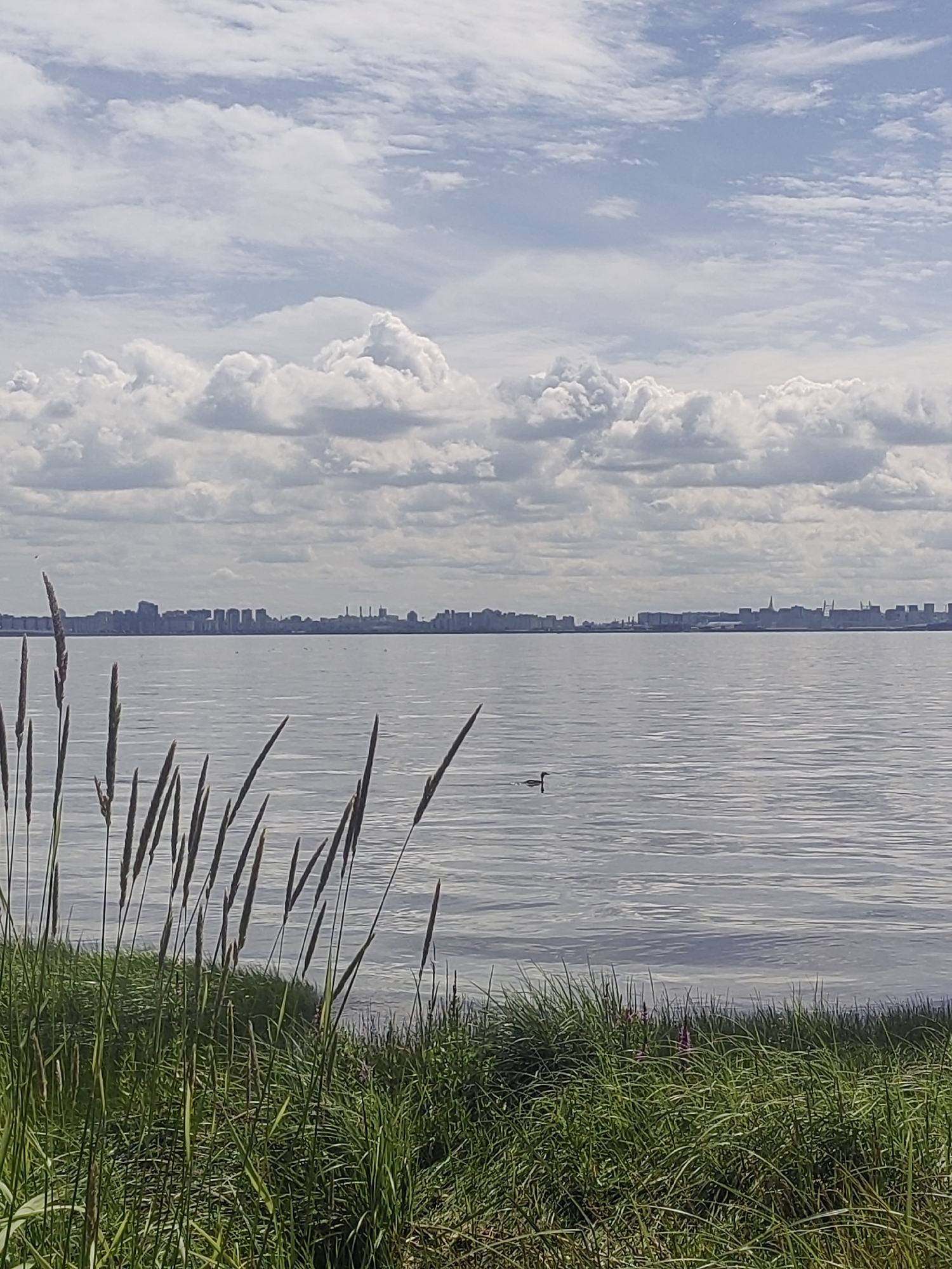 The image depicts a panoramic view of the Neva River in Saint Petersburg, Russia. In the foreground, lush green grass and tall reeds with seed heads line the riverbank. The Neva River stretches out, its surface rippled by a gentle breeze. In the distance, a sprawling cityscape with numerous buildings and structures forms a distinct skyline along the horizon. The sky above is a mix of blue and white, with scattered clouds, some appearing puffy and cumulus, while others are more wispy. A solitary bird is visible on the water, swimming. The scene evokes a sense of natural beauty and urban proximity.