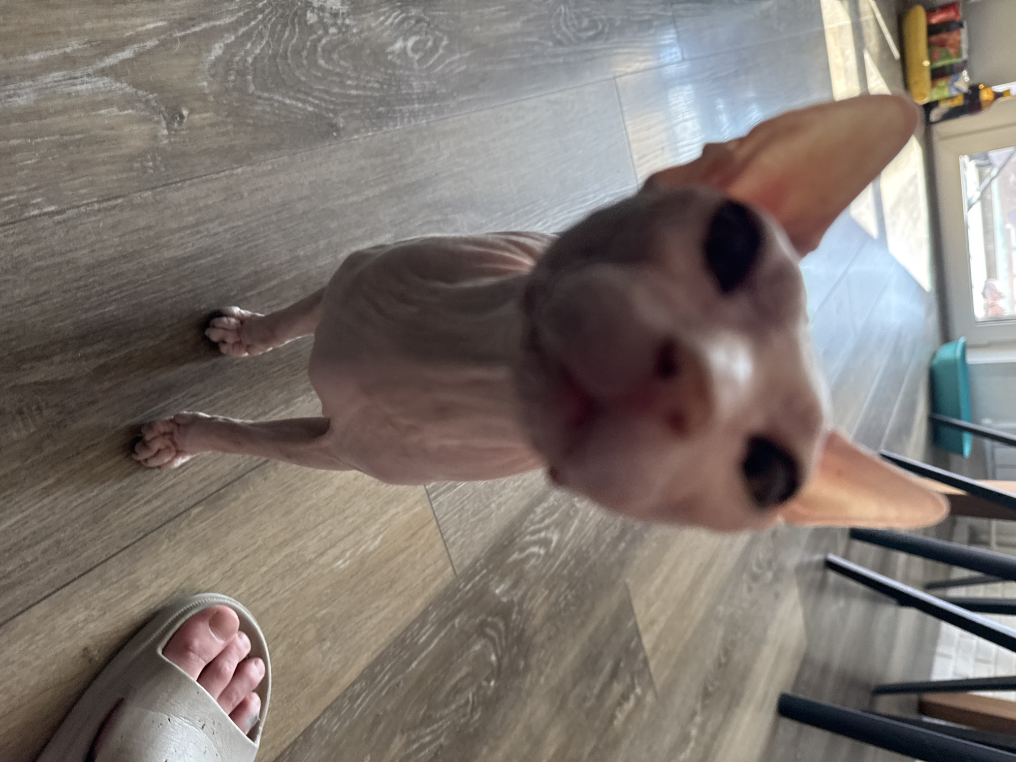 A sphynx cat stands on a light wood-grain floor. The cat is facing the camera, with its head and front legs in focus. Its ears are large and pointed. To the right of the cat, a foot wearing a light-colored slide sandal is visible. In the background, a window with sunlight streaming through it is visible, as well as a light blue container and the legs of chairs. The environment appears to be an indoor living space, possibly a home. The presence of a cat and a sandal suggests a domestic setting in Krasnoyarsk, Russia.