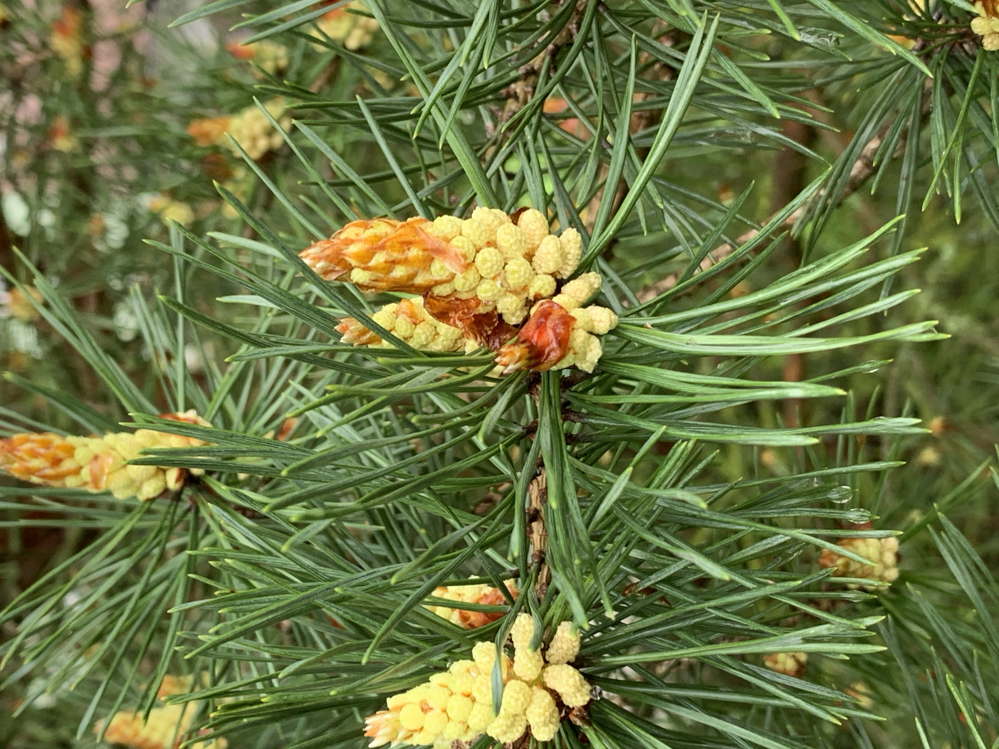 The image shows a close-up of a pine tree branch with needles and young pine cones. The pine cones are yellow and brown. The needles are green and sharp. The branch is in focus. The background is out of focus. The image may be taken in the city of Stavropol, Russia.
