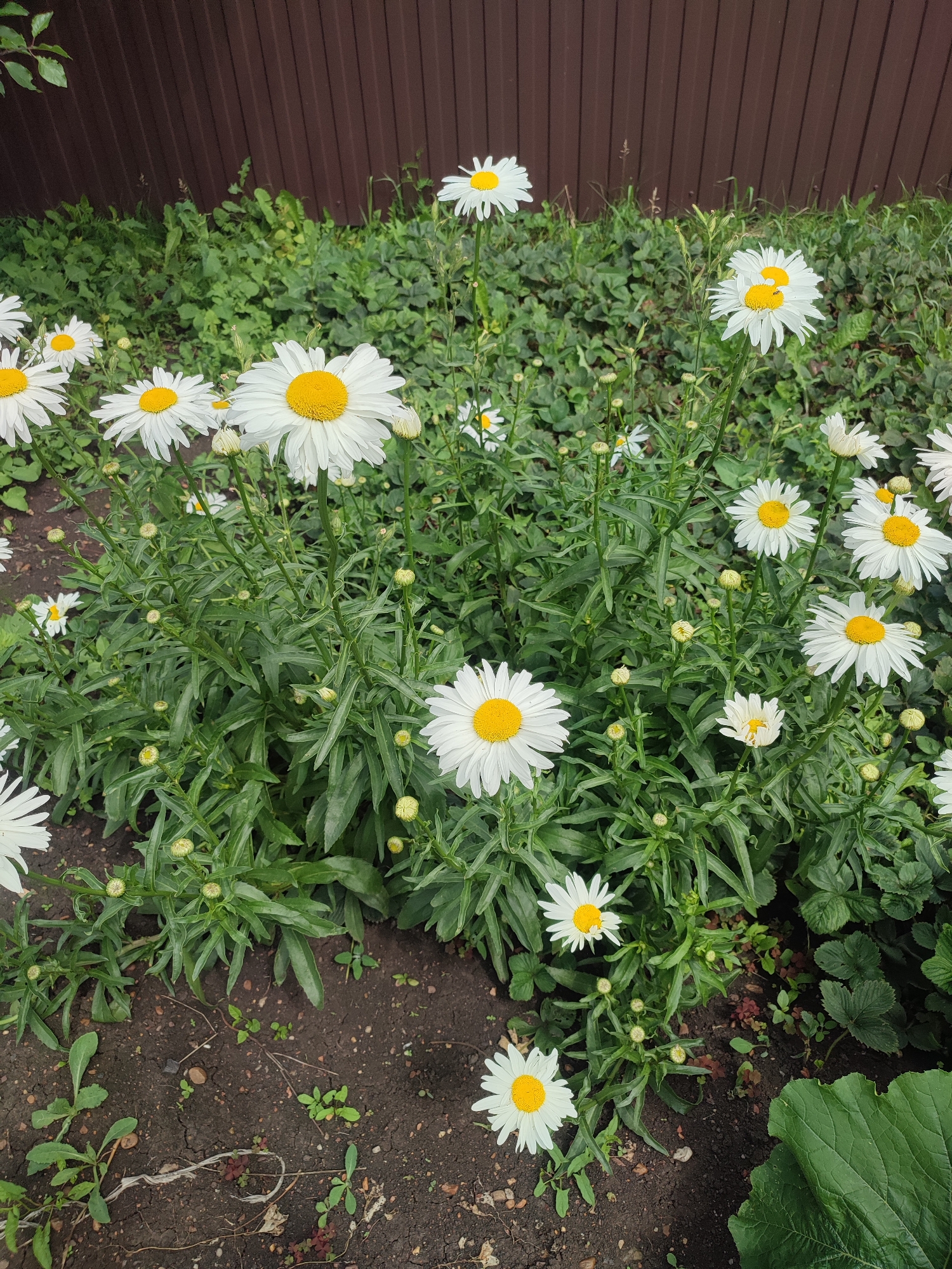 The image depicts a garden bed filled with blooming white daisies with yellow centers, set against a backdrop of lush green foliage and a brown wooden fence. The daisies are in various stages of bloom, with some fully open and others still in bud. The ground is a mixture of dark soil, small stones, and scattered green weeds. A large green leaf from what appears to be a pumpkin or zucchini plant is visible in the lower right corner, partially obscuring the garden bed. The scene suggests a sunny day in a garden, possibly in the city of Kumertau, Russia, given the context provided.