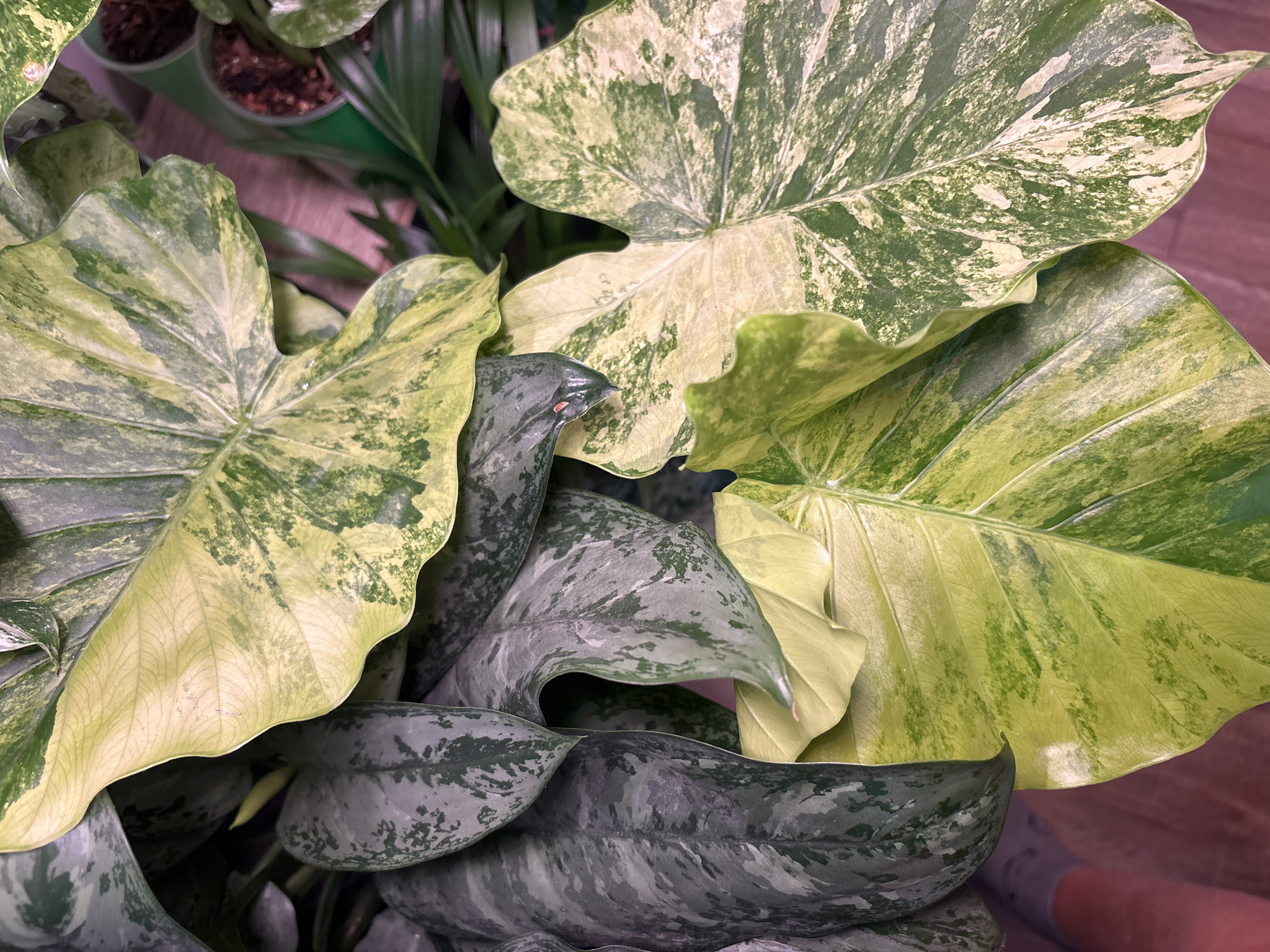 The image shows a close-up view of several large, variegated leaves of a houseplant, likely an Alocasia. The leaves exhibit a mix of deep green, light green, and creamy yellow colors, with irregular patterns and marbling. Some leaves are dark green with lighter green splotches, while others are predominantly light yellow with patches of dark green. The texture appears somewhat leathery. In the background, blurred green foliage and a glimpse of terracotta pots with dark soil are visible, suggesting an indoor or greenhouse environment. The floor beneath the plant appears to be made of wood with a reddish-brown hue. There is no indication of the city of Mikhaylovsk, Russia, or any specific environmental context beyond the plant's setting. No people are present in the image.