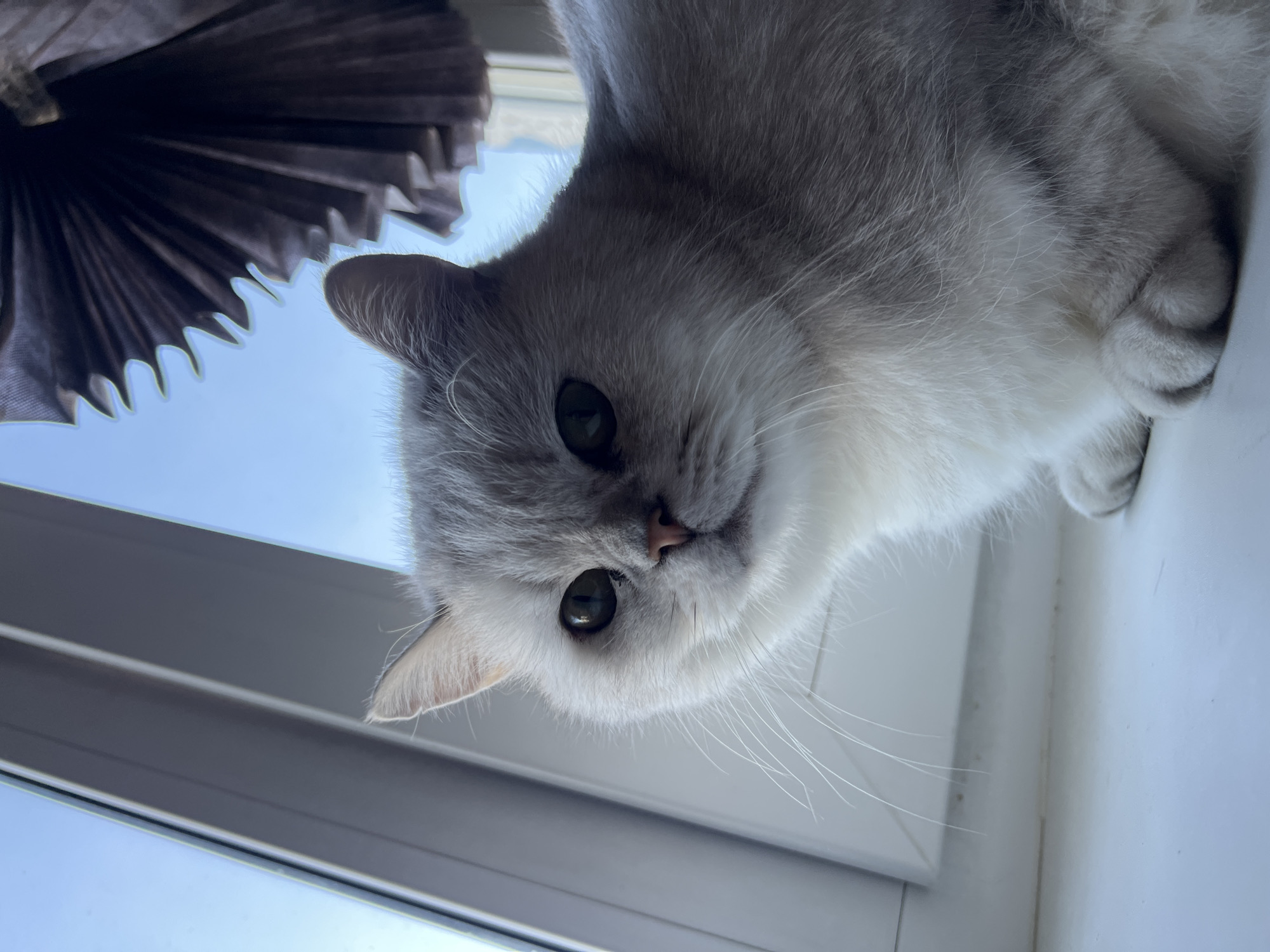 A close-up, eye-level shot shows a gray and white cat looking downward, with its head tilted. The cat is positioned near a window, with a pleated paper fan visible in the upper left corner. The window frame is white. The scene appears to be indoors.