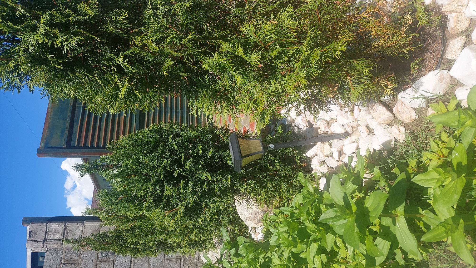 The image shows a garden area with several coniferous trees. In the foreground, there are lush green plants and scattered white rocks. A solar-powered garden light is positioned among the rocks and trees. In the background, there is a cinder block wall on the left and a metal structure with horizontal slats on the right, both appearing to be part of a fence or building. The sky above is blue with a few white clouds. The scene is likely located in a residential or outdoor area within Бактуу-Долоноту, Kyrgyzstan, given the context provided.