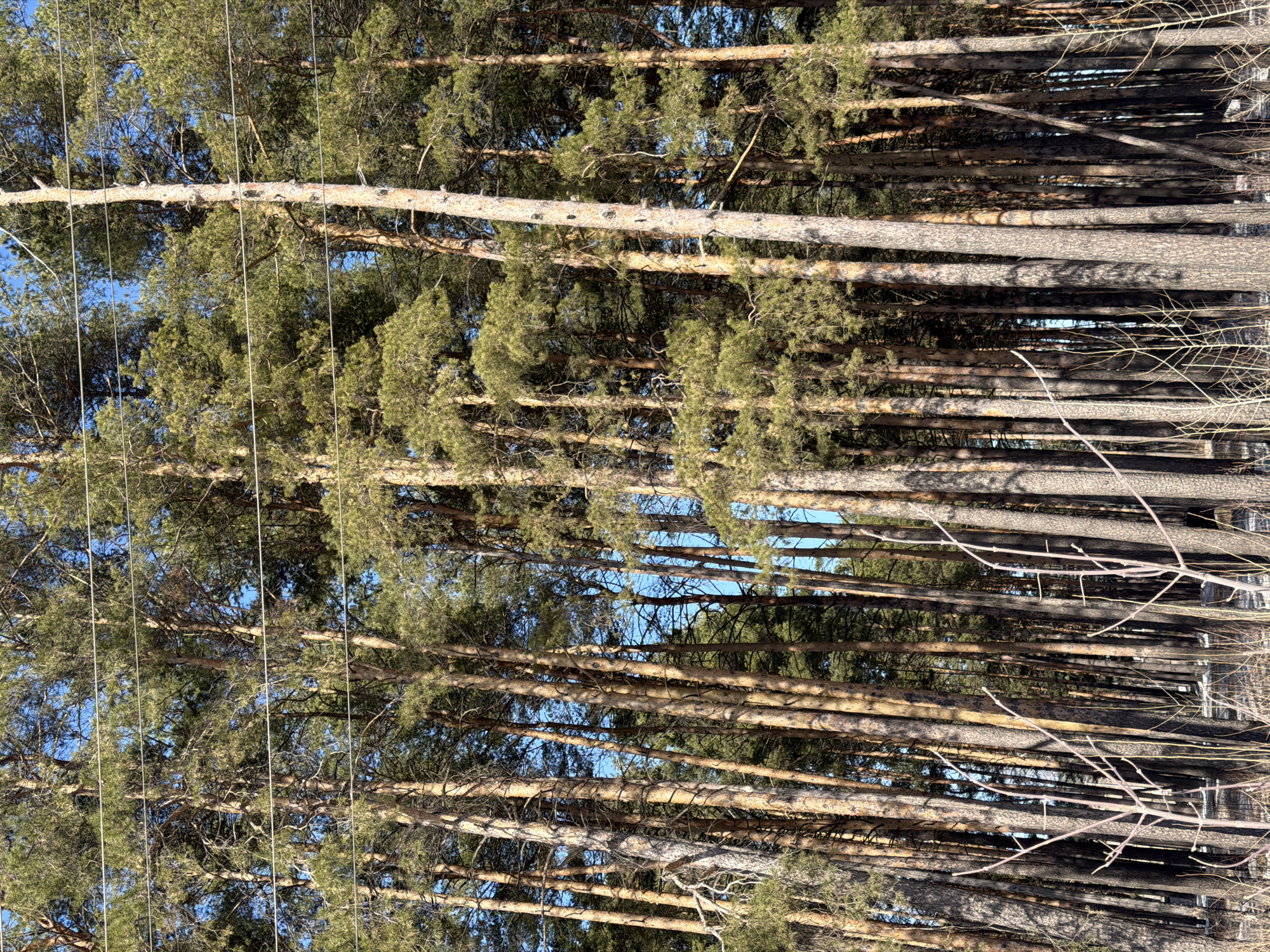 A dense forest of tall, slender pine trees fills the frame, their trunks closely packed and reaching vertically towards the sky, which is visible in fragments as a pale blue backdrop between the branches. The tree crowns are adorned with clusters of dark green needles, suggesting a mature forest. A network of overhead wires cuts through the view, and a few bare branches protrude from the edges of the forest. The photograph was taken from a low angle, looking upwards. This image depicts a forest in Chaikovsky, Russia.