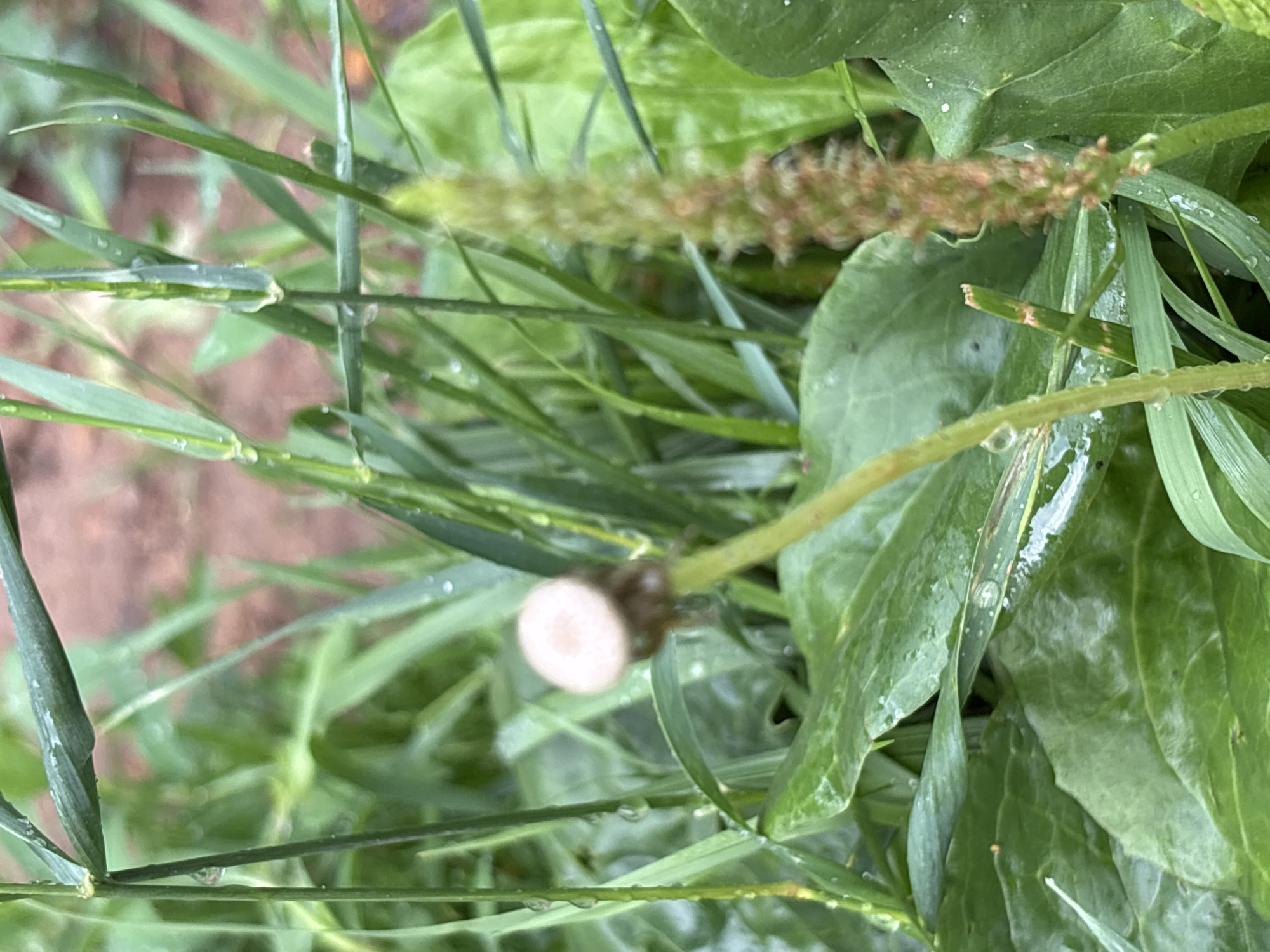 The image is a close-up, eye-level shot of wet green vegetation, possibly in a park or garden. In the foreground, a broken dandelion stem with a faded white puffball is visible on the left, and a stalk of dried plant matter, possibly a seed head, is on the right. Several blades of grass and broad green leaves are wet with water droplets. The background is blurred, showing more green foliage and hints of brown soil. The scene is devoid of any human presence or activity. The specific location in Khimki, Russia, is not discernible from the image itself.