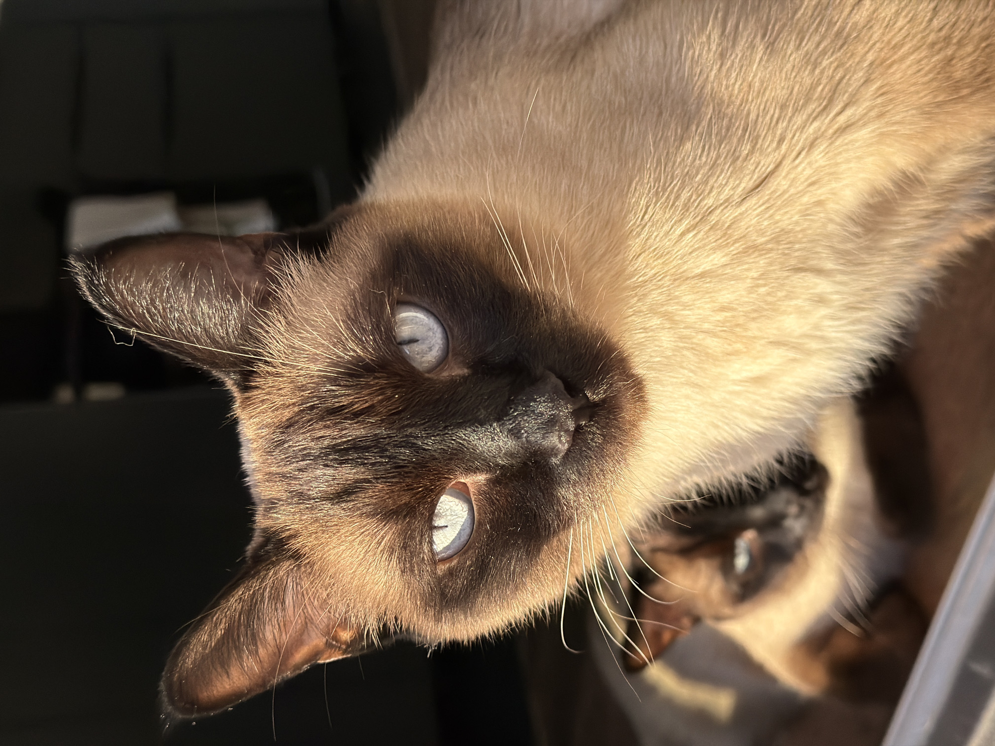 A close-up, vertically oriented photograph captures the head of a Siamese cat, tilted slightly, basking in bright sunlight. Located in Лемболово-парк Днп, Russia, the cat exhibits characteristic colorpoint markings, with a dark brown mask covering its face and extending to its ears, contrasting with its light cream to tan body fur. Its striking, pale blue eyes are a focal point, reflecting the strong, direct sunlight. Long, delicate white whiskers extend from its muzzle. The lighting beautifully highlights the texture and sheen of its fur, making it appear soft and luminous.
In the blurry background, partially obscured by the main cat's head, the face of a second Siamese cat with similar features is discernible, suggesting two cats are present. The background is largely dark and indistinct, indicating an indoor setting. The main cat's expression appears calm and curious as it looks towards the viewer. The time of day is clearly daytime, characterized by the intense sunlight. No text is visible in the image.