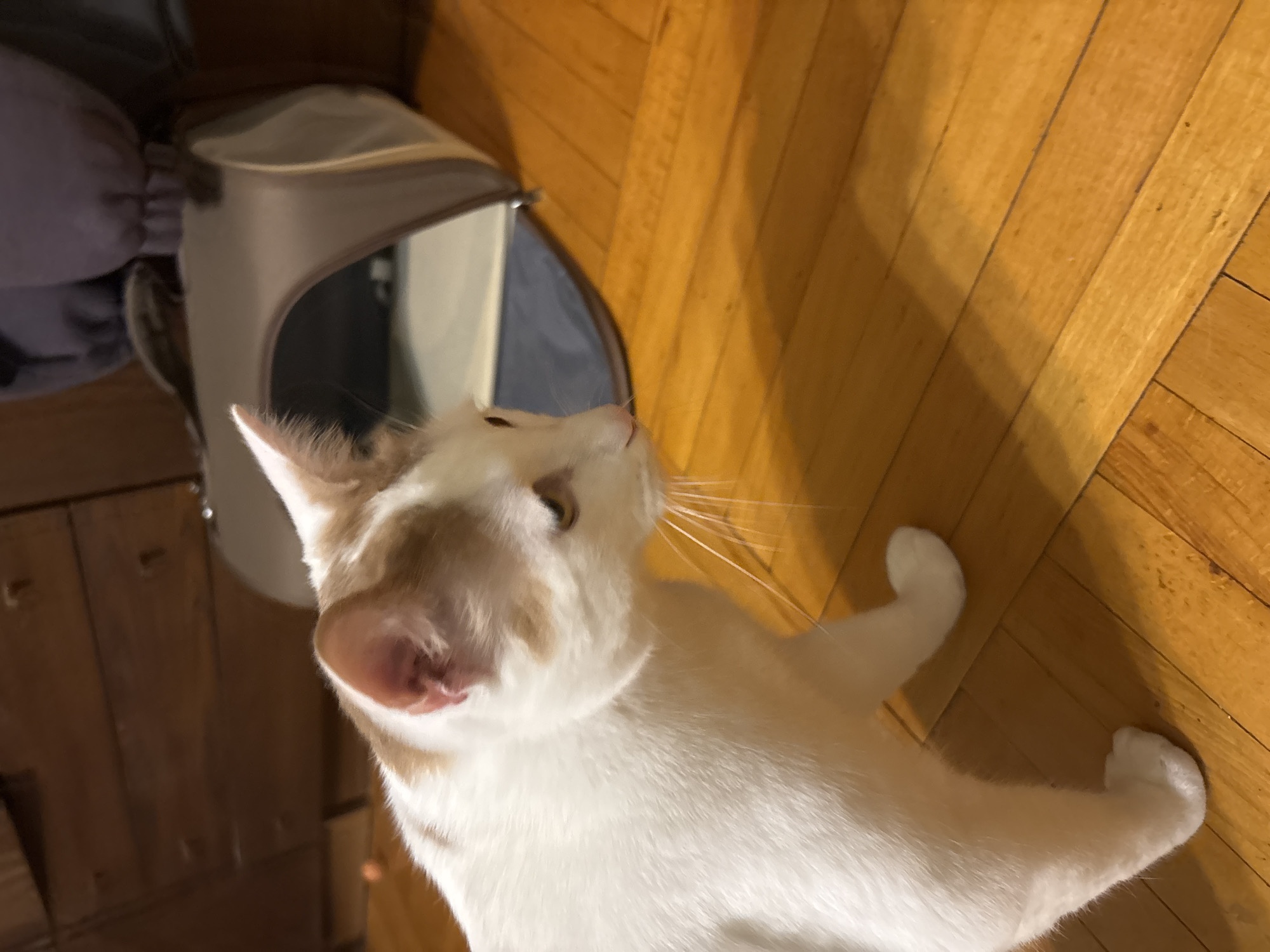 In Ladozhskoe Ozero, Russia, a medium shot captures a white and tan cat with yellow eyes standing on a polished wooden floor. The cat's head is turned to the right, and its gaze is directed downwards and slightly to the right. Its front paws are visible, with the right paw slightly raised. To the right of the cat, a gray and tan pet carrier is partially visible, with its opening facing the cat. In the background, a wooden dresser with drawers is present. The lighting appears to be indoor.