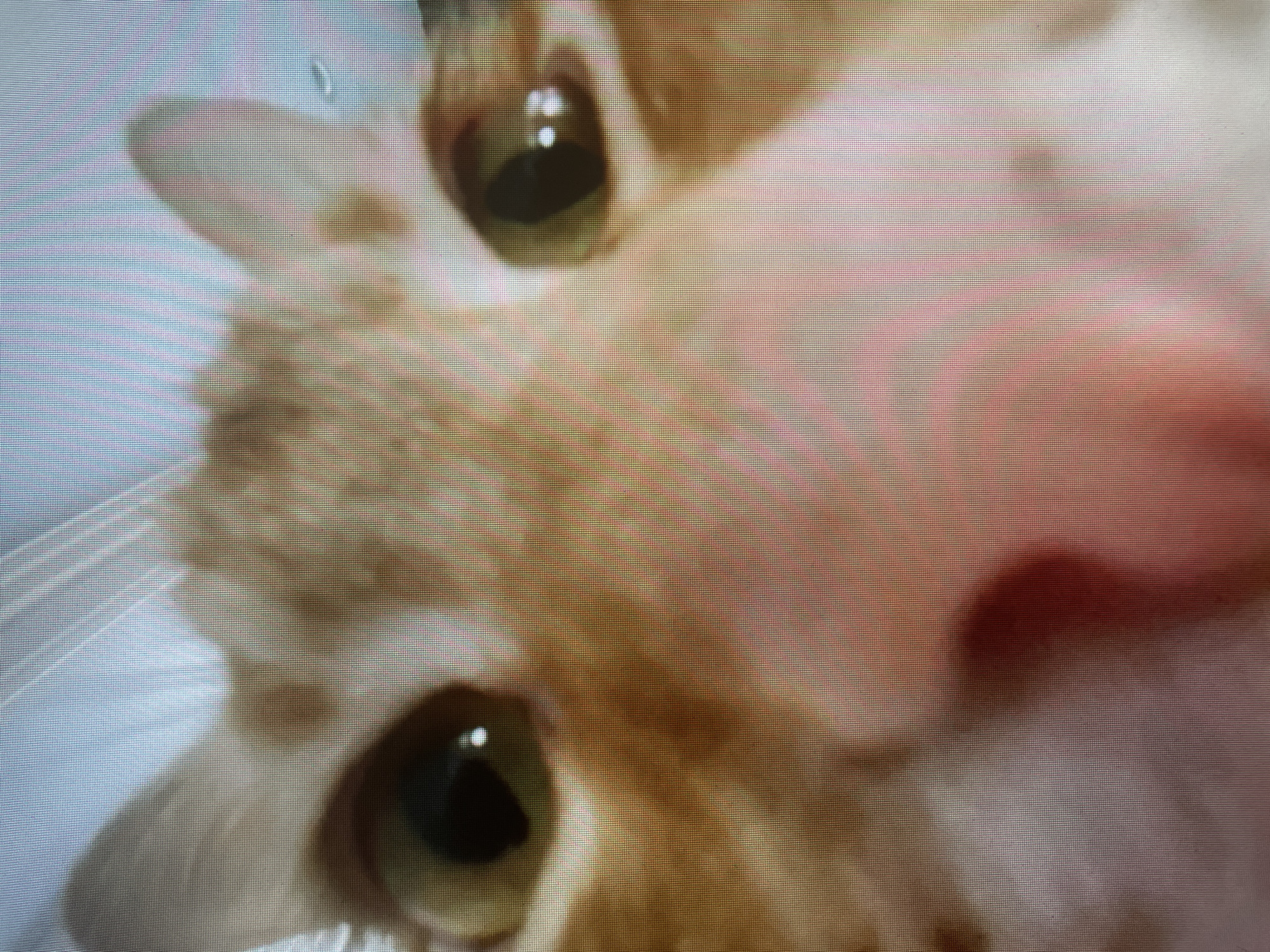 This is a close-up, low-angle, blurry image of a ginger and white cat's face. The cat's eyes, nose, and ears are visible. The image is pixelated due to low resolution. There is no visible information or context related to the city of Sinyavino, Russia, or any other environmental details.