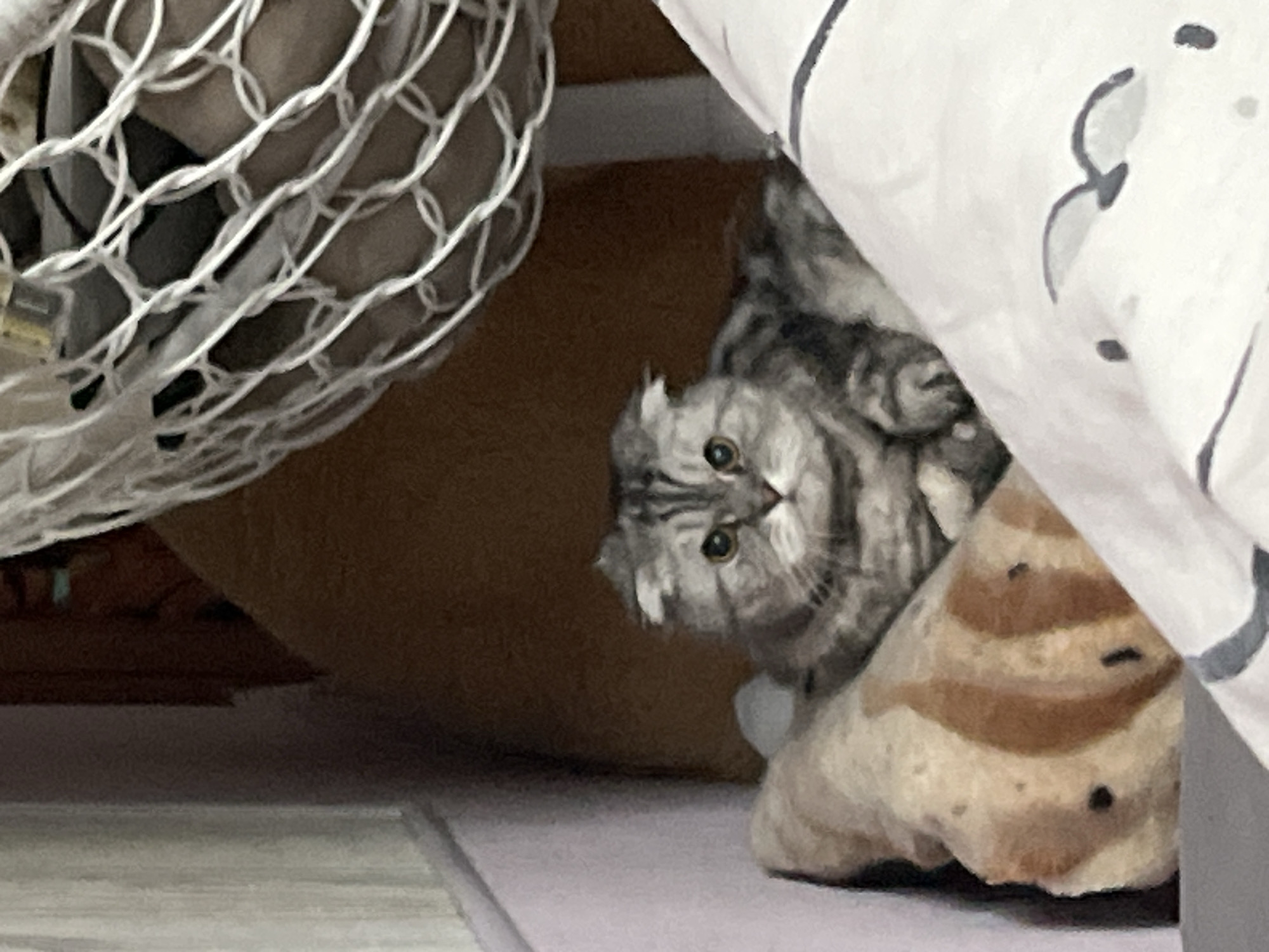A silver tabby Scottish Fold cat is partially obscured by a patterned pillow and a white wire mesh basket. The cat is looking towards the viewer with green eyes. The scene appears to be indoors. The location of Chaikovsky, Russia is not apparent from the image.
