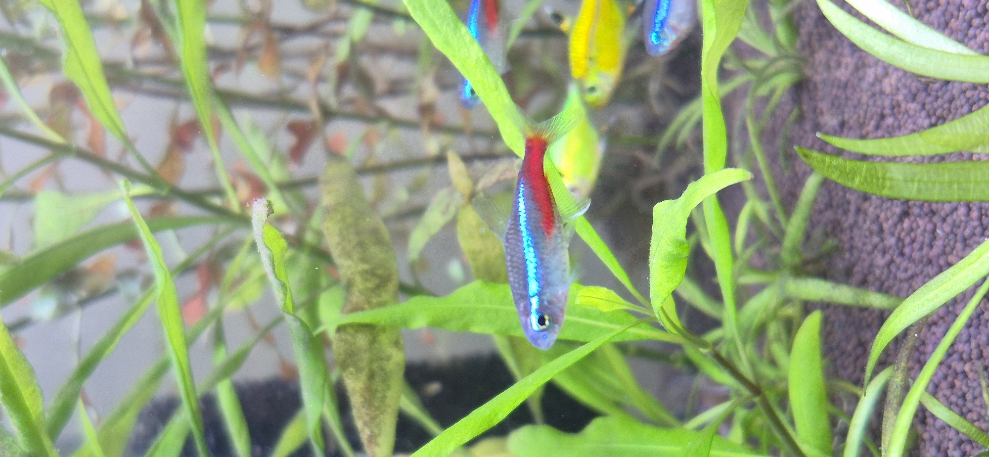 The image is a close-up of an aquarium, focusing on several small fish swimming among aquatic plants. A neon tetra, identifiable by its bright blue and red stripe, is prominently positioned in the center-left of the frame. In the background, other fish, including what appear to be yellow tetra, are visible. The aquarium gravel substrate is visible at the bottom of the image, and the water is clear, with lighting creating reflections and illuminating the scene. The overall environment is that of a well-maintained freshwater aquarium. There is no information within the image or its context that places it in the city of Ussurijsk, Russia.