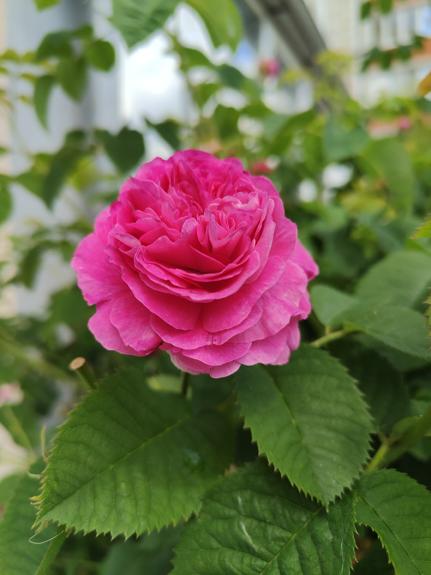 A vibrant, fully bloomed pink rose is the focal point of this close-up, outdoor photograph. The rose, with its densely packed, layered petals, is positioned slightly off-center to the left. Its rich pink hue is beautifully rendered, with subtle variations in shading that highlight the texture of the petals. Surrounding the rose are numerous green leaves, some in sharp focus and others softly blurred in the background. These leaves have serrated edges and prominent veins, indicating a healthy plant. The overall environment suggests a garden or a natural setting within a city. Given the specific request for location in Chornomorsk, Ukraine, this image could depict a rose bush in a public park, a private garden, or even a balcony garden in the city. The background is softly blurred, with hints of buildings and greenery, suggesting an urban landscape. There are no people or animals visible in the frame.