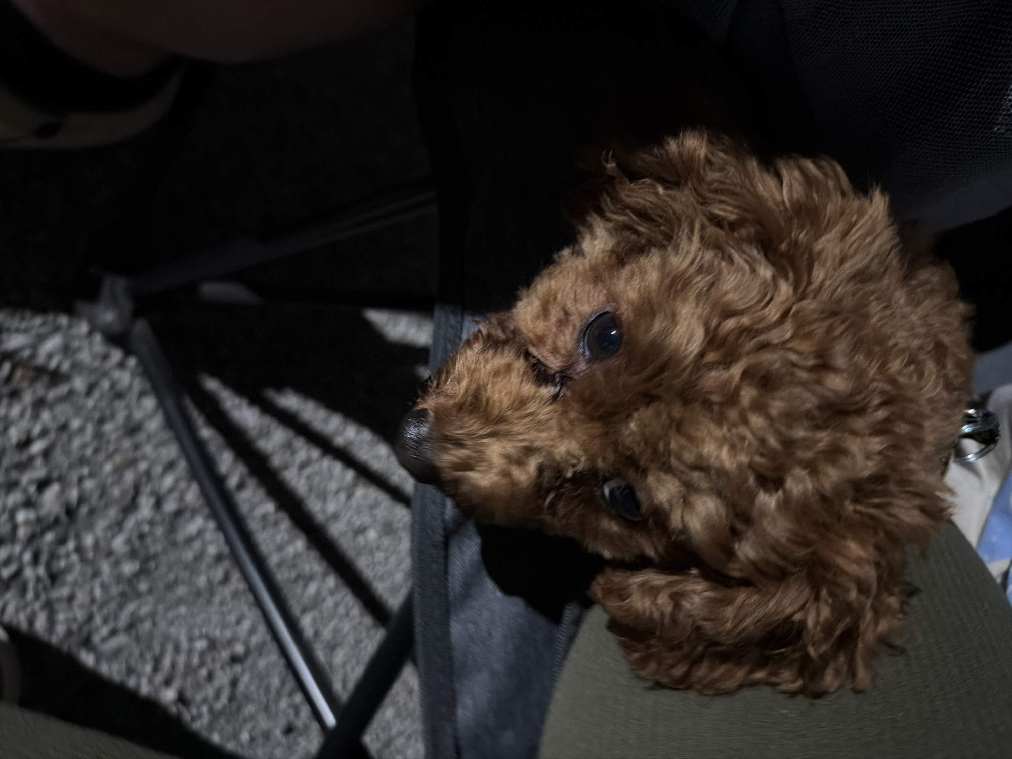 A close-up, low-angle shot shows a small, fluffy brown poodle lying on someone's lap. The dog's fur is curly and appears to be a rich reddish-brown. Its dark eyes are looking upwards, and its black nose is visible. The poodle is resting on a person's dark grey trousers. Behind the dog, a dark fabric, possibly part of a bag or a piece of clothing, is visible. The background is dimly lit, suggesting it might be nighttime or an indoor setting with low light. The ground beneath the dog appears to be rough and pebbly, with some metal chair legs casting shadows. The overall mood of the image is intimate and calm, with the focus entirely on the adorable poodle. No text is visible in the image.