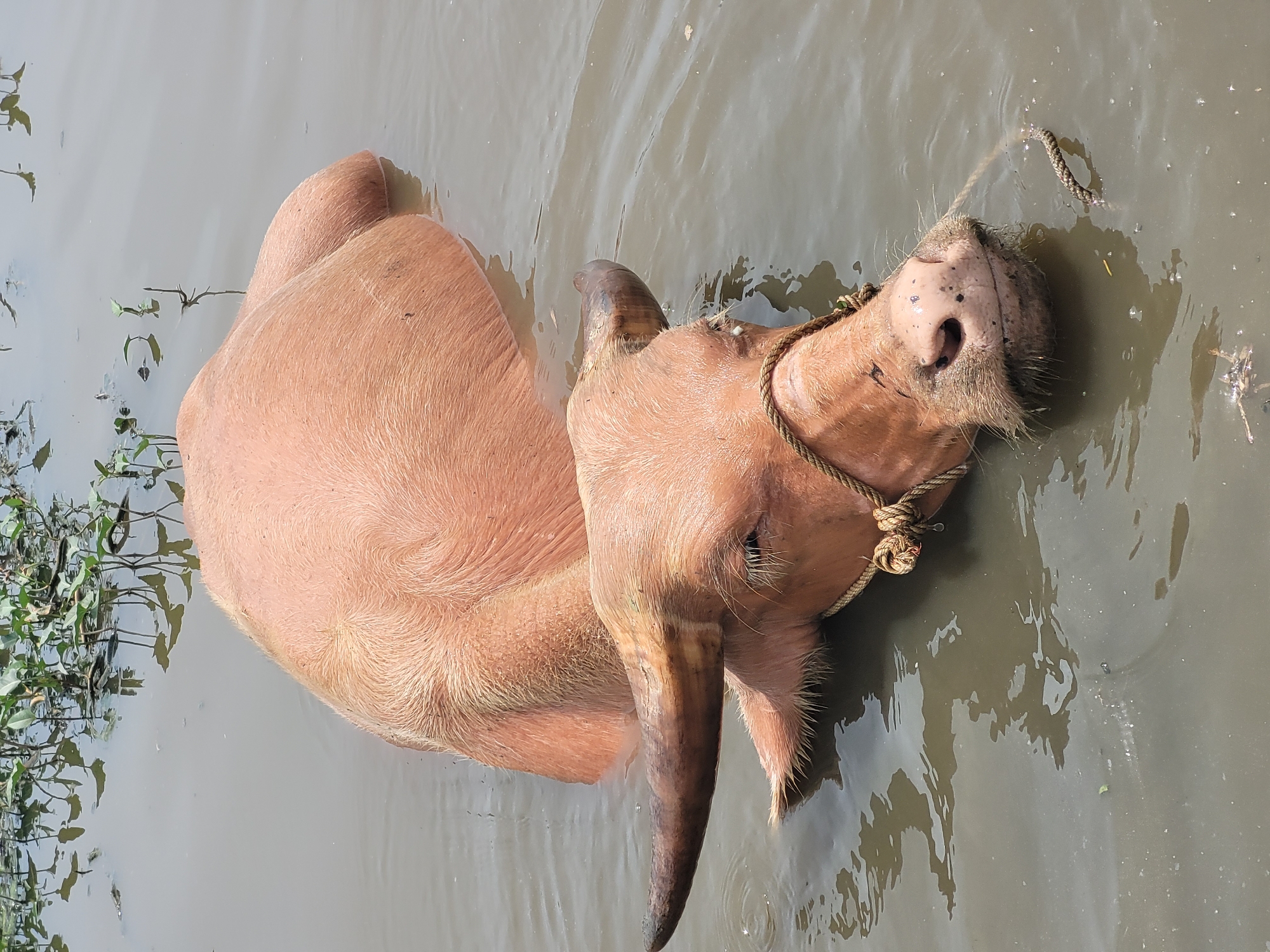 An albino buffalo is submerged in murky water, with its head and upper body visible. The buffalo's skin is a pale pinkish-orange, and its fur is sparse and light-colored. It has a rope tied around its snout, which trails off into the water. The buffalo's eyes are partially closed, and its expression is placid. In the background, green aquatic plants are visible, with their reflections shimmering on the water's surface. This scene is typical of rural Hoi An, Vietnam, where water buffalo are commonly used for agricultural work and often bathe in ponds and rivers.